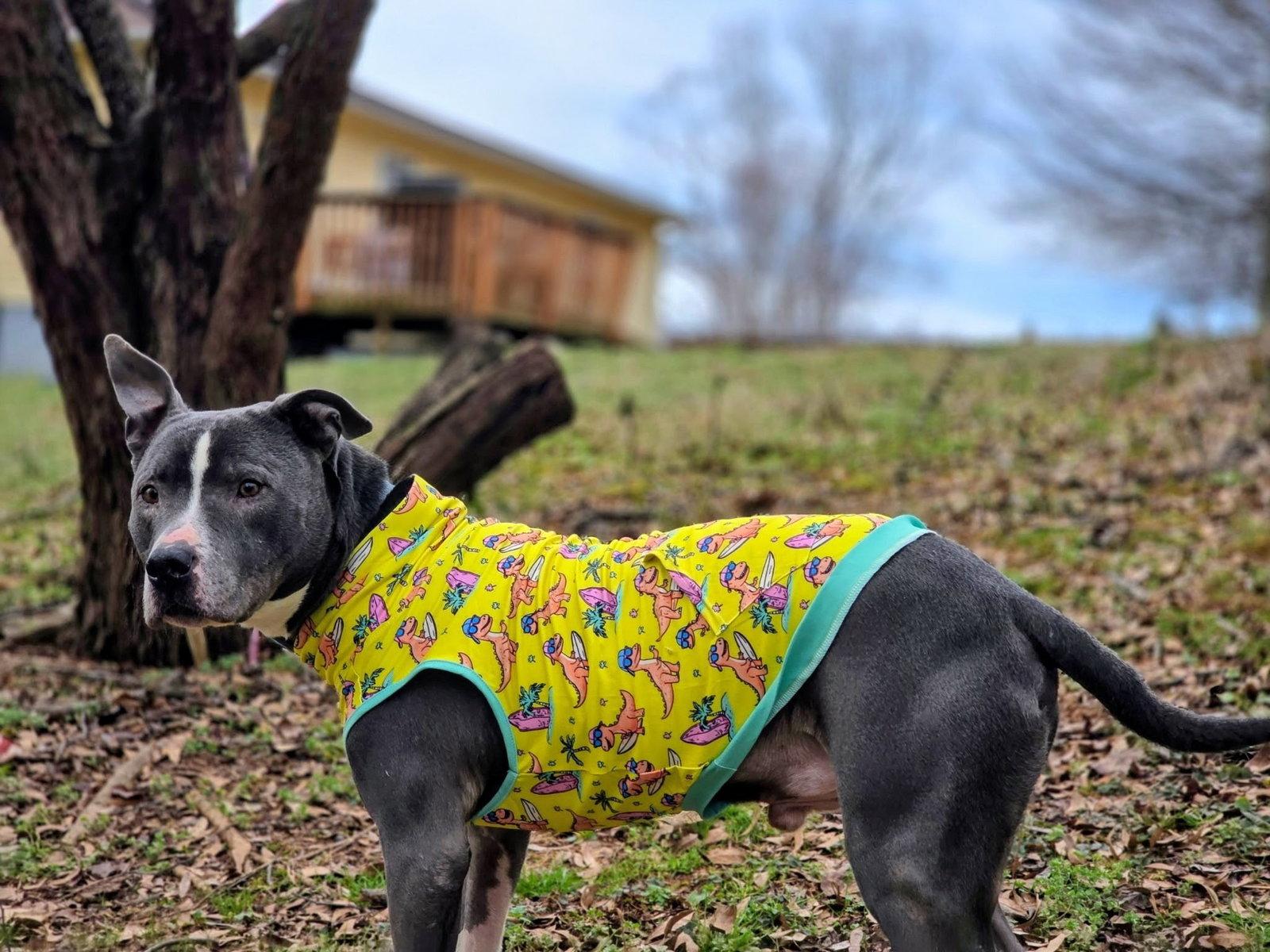Enlarge Bruno, a Adoptable mixed breed in Laurens, SC image 1/3