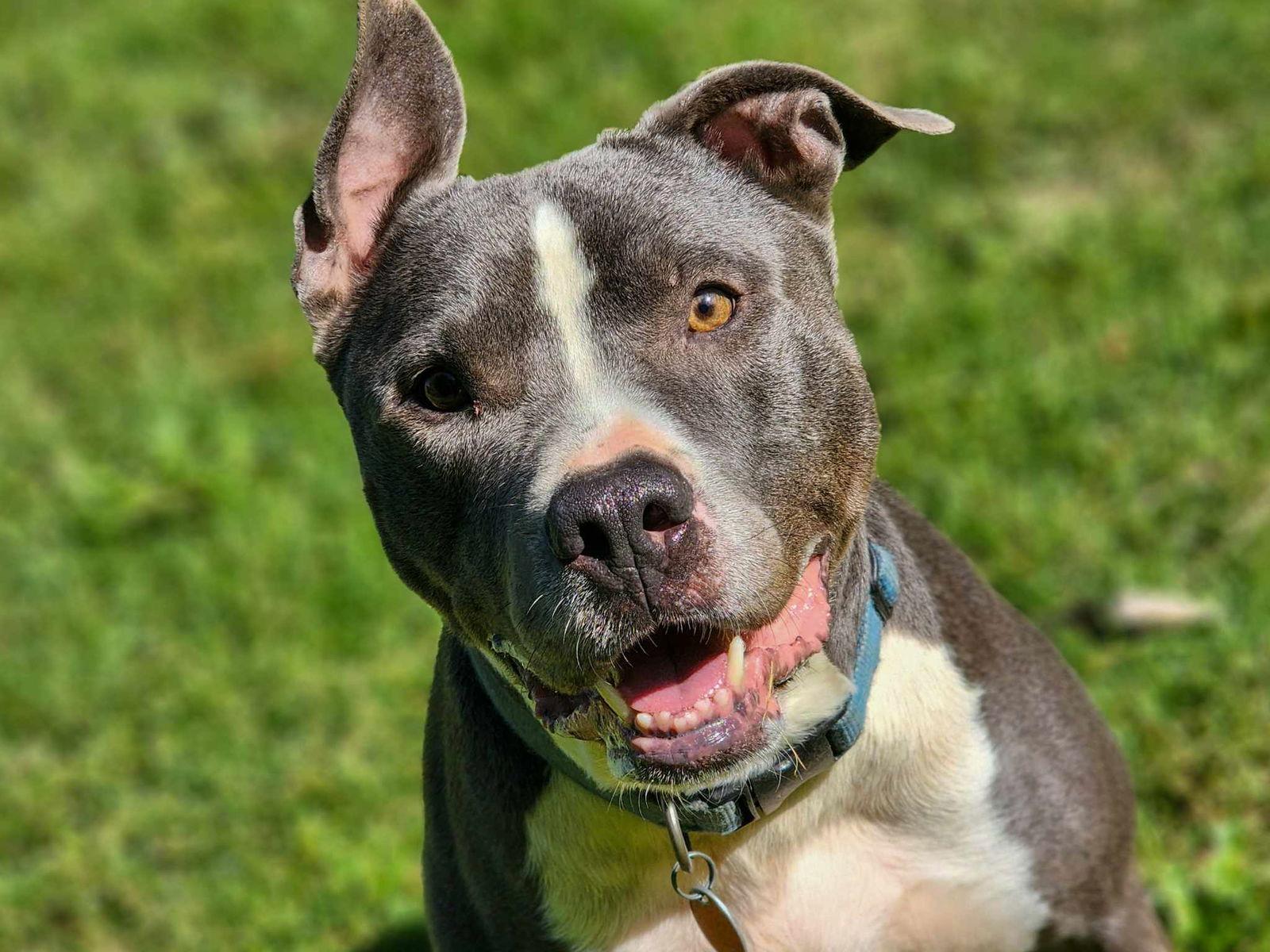 Bruno, Adoptable, Adult Male Pit Bull Terrier & American Staffordshire Terrier.