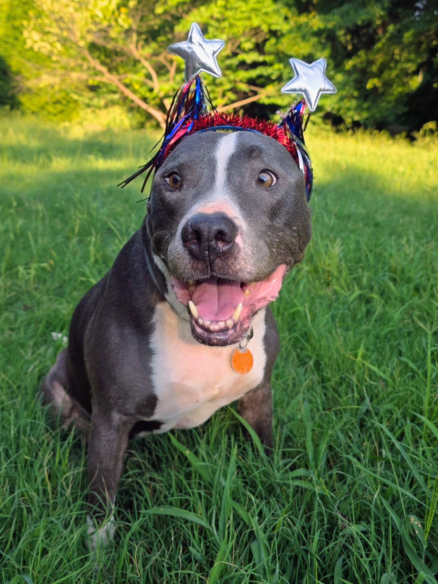 Enlarge Bruno, a Adoptable mixed breed in Laurens, SC image 1/3