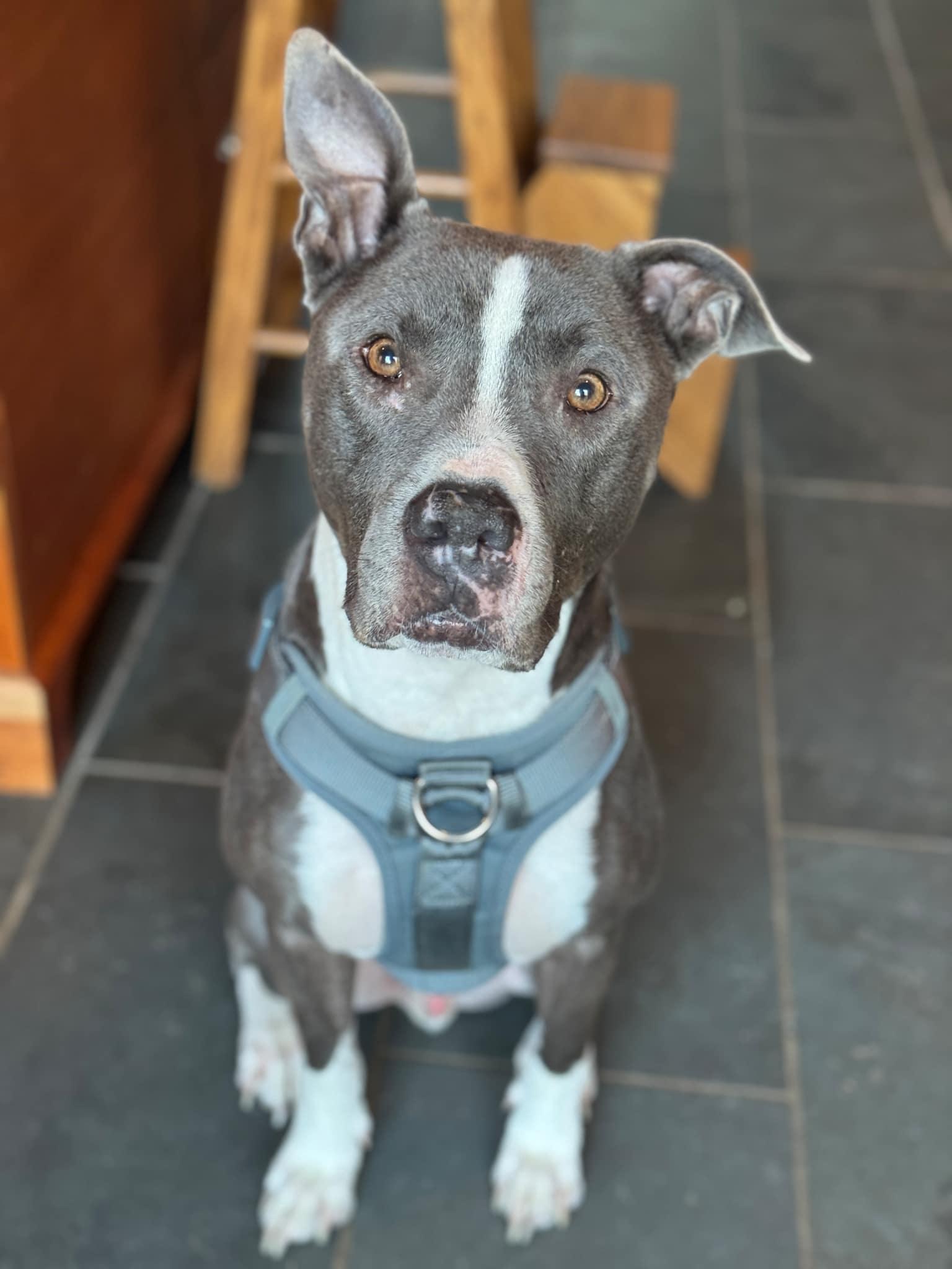 Enlarge Bruno, a Adoptable mixed breed in Woodbridge, CT image 2/3