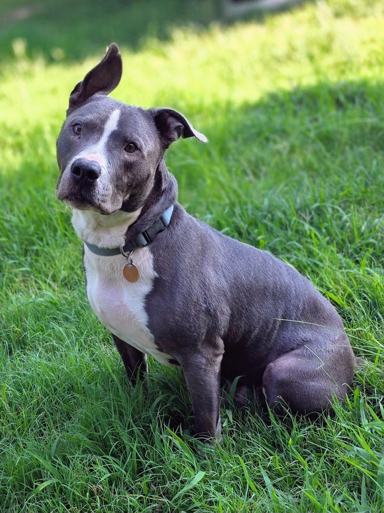 Enlarge Bruno, a Adoptable mixed breed in Laurens, SC image 2/3
