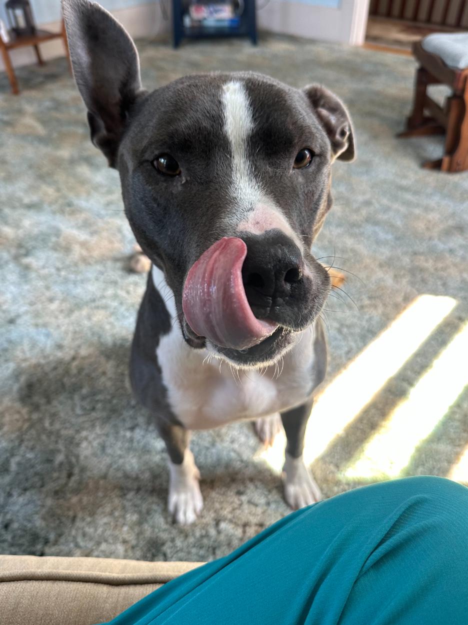 Enlarge Bruno, a Adoptable mixed breed in Laurens, SC image 3/3