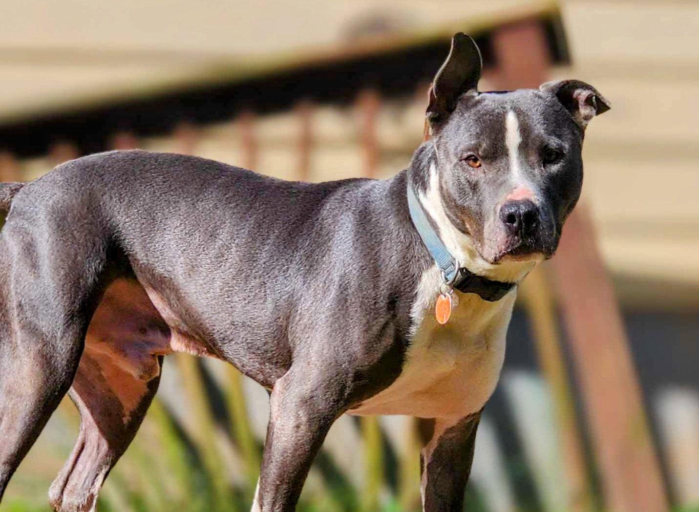 Bruno, a Adoptable mixed breed in Laurens, SC image 3/3
