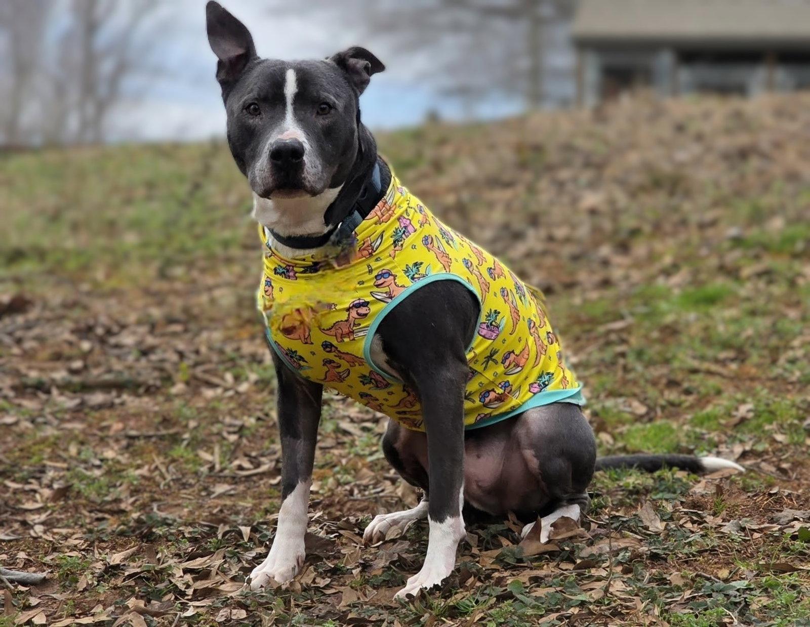 Enlarge Bruno, a Adoptable mixed breed in Laurens, SC image 2/3