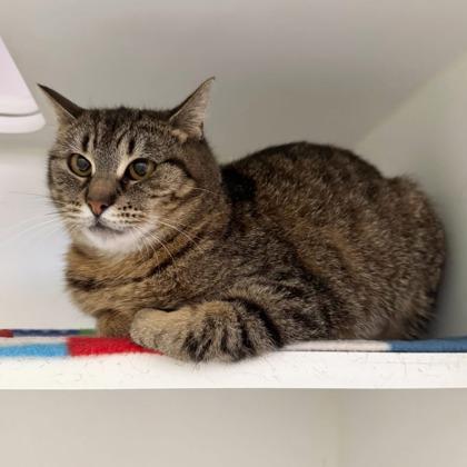 Dolly, Adoptable, Adult Female Domestic Short Hair & Domestic Short Hair.