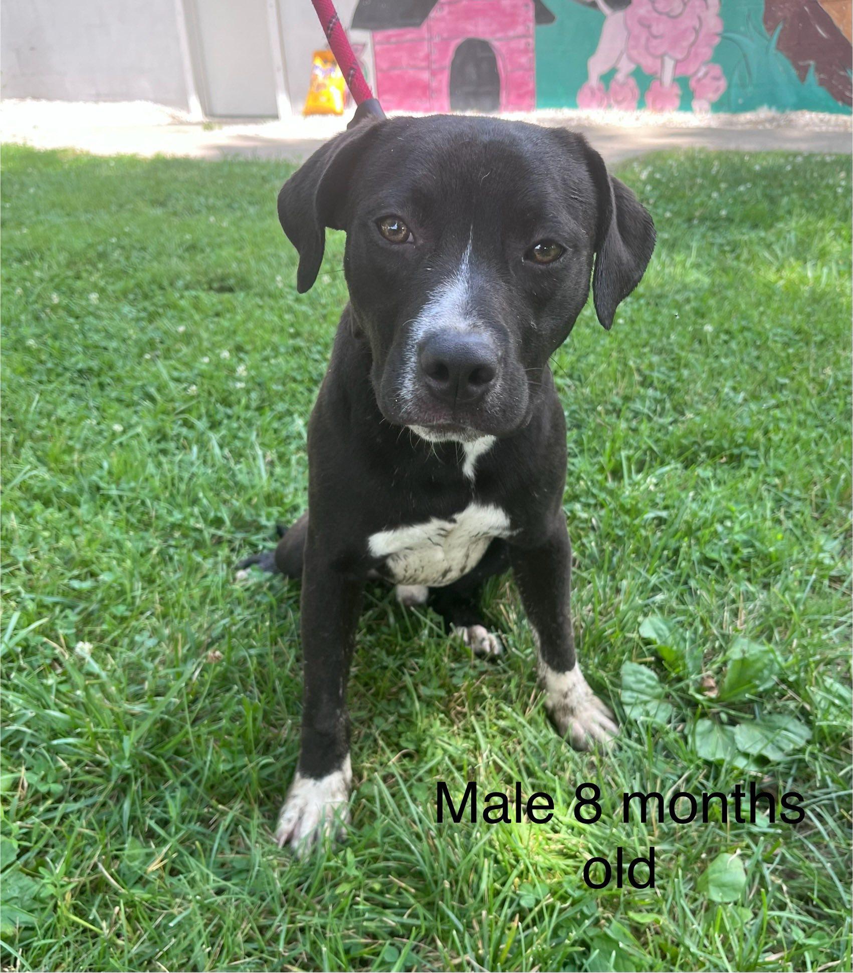 Enlarge Gibson, a Adoptable mixed breed in Paris, IL image 1/1