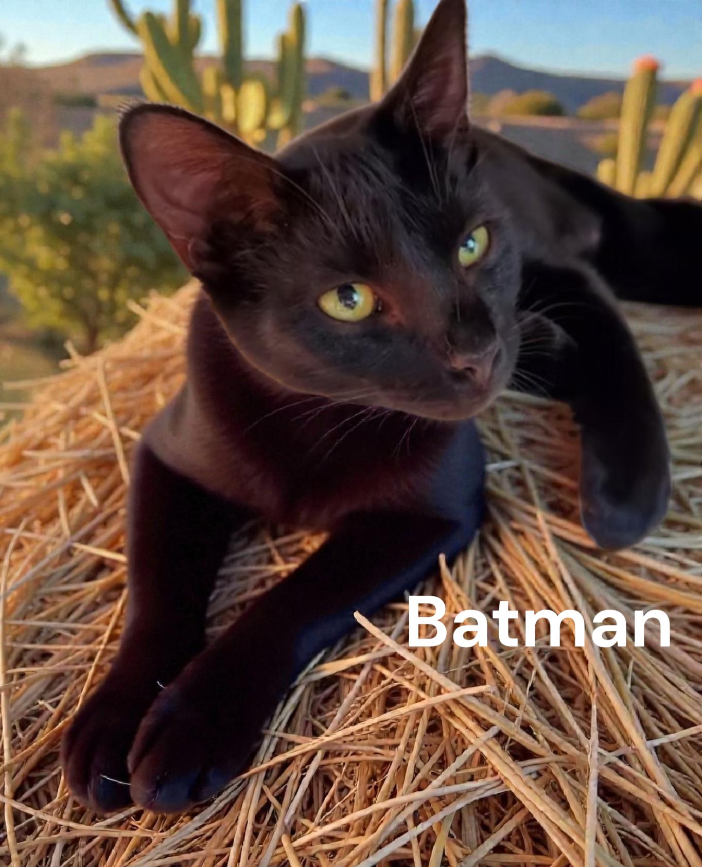 Enlarge Batman aka Wreck, an adopted Domestic Short Hair in Newport News, VA image 2/3