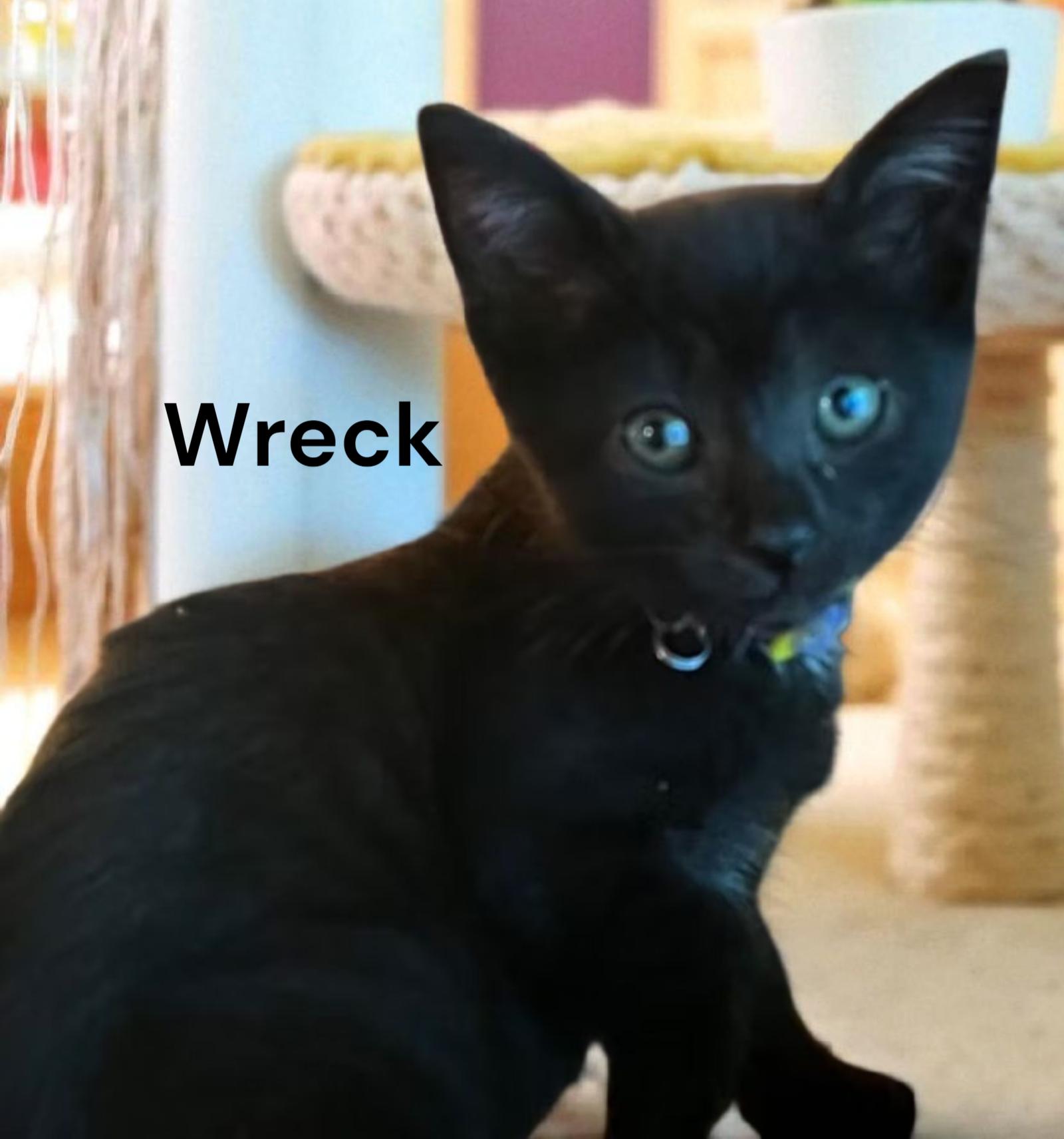 Enlarge Batman aka Wreck, an adopted Domestic Short Hair in Newport News, VA image 3/3