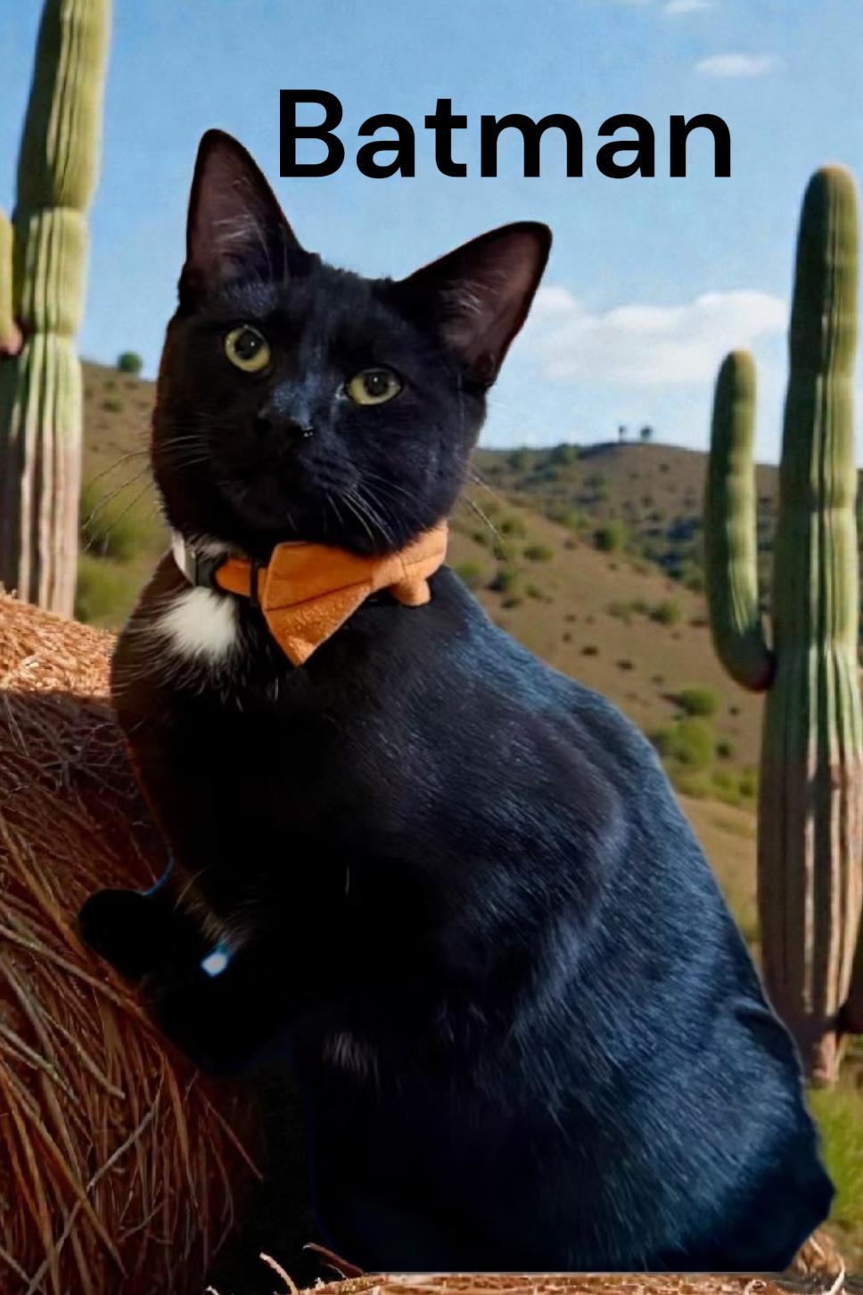 Batman aka Wreck, adopted, Young Male Domestic Short Hair.