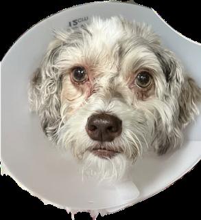 Tula, ADOPTABLE, Adult Female Havanese.