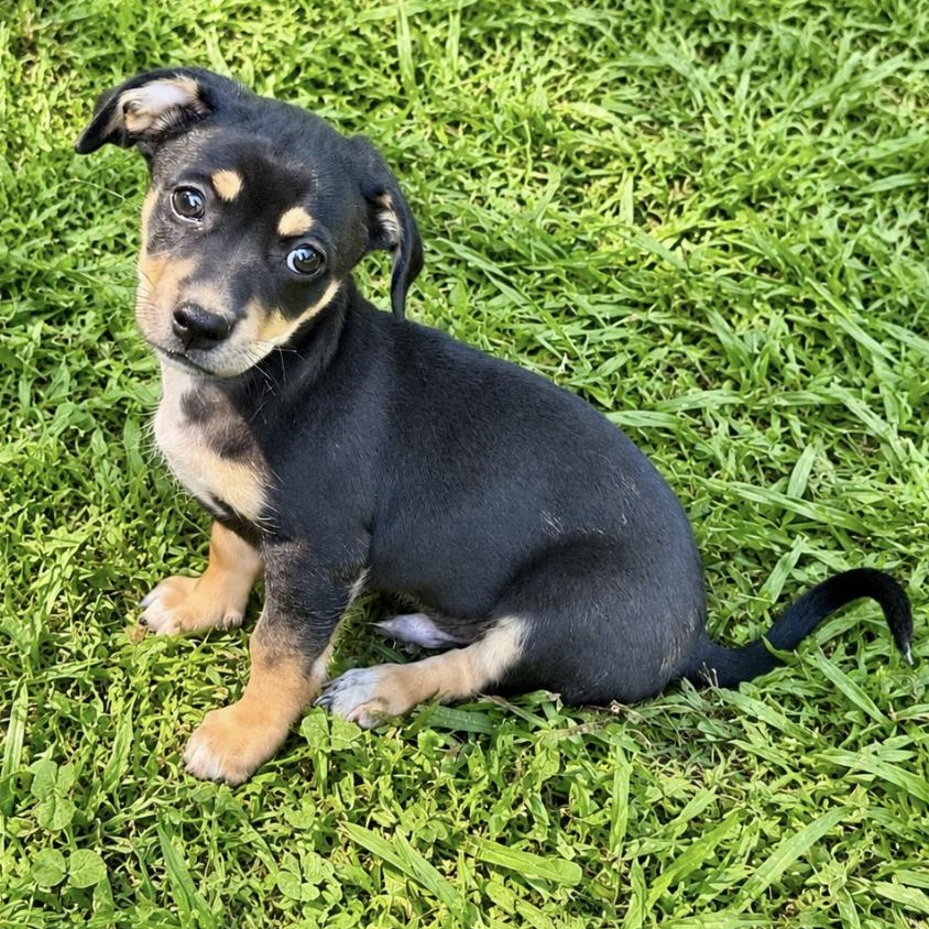 Enlarge Briggs, a ADOPTABLE mixed breed in Boston, MA image 1/6