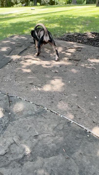 Enlarge Briggs, a ADOPTABLE mixed breed in Boston, MA video 2/6