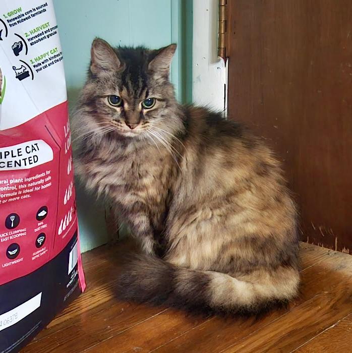 Miz Kitty, Adoptable, Senior Female Domestic Medium Hair.