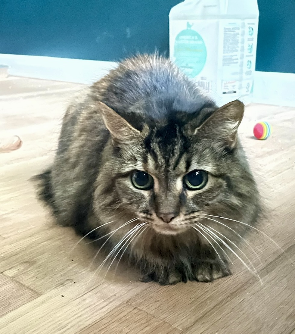 Enlarge Miz Kitty, a Adoptable Domestic Medium Hair in BLACK MOUNTAIN, NC image 3/4