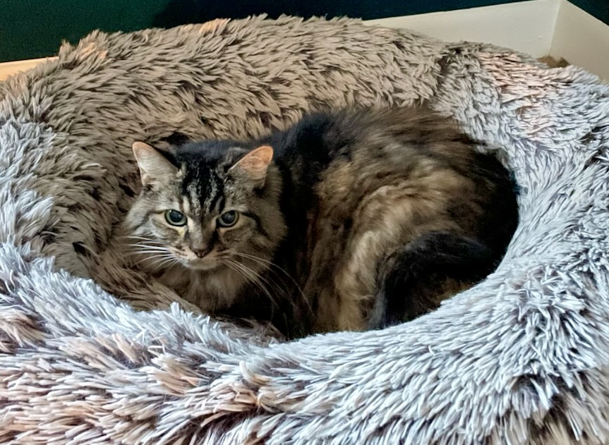 Enlarge Miz Kitty, a Adoptable Domestic Medium Hair in BLACK MOUNTAIN, NC image 4/4