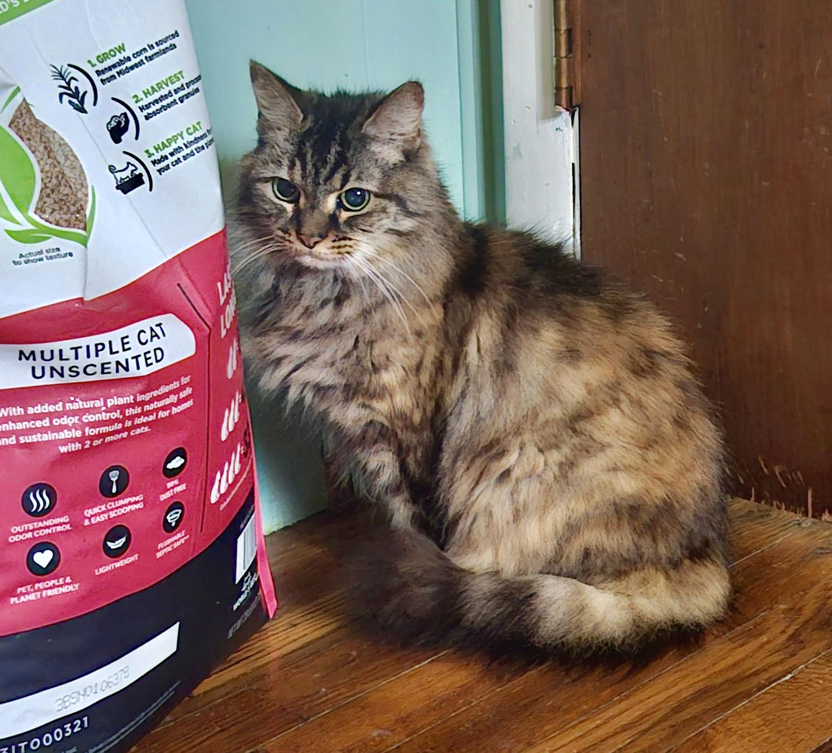 Miz Kitty — thumbnail 4