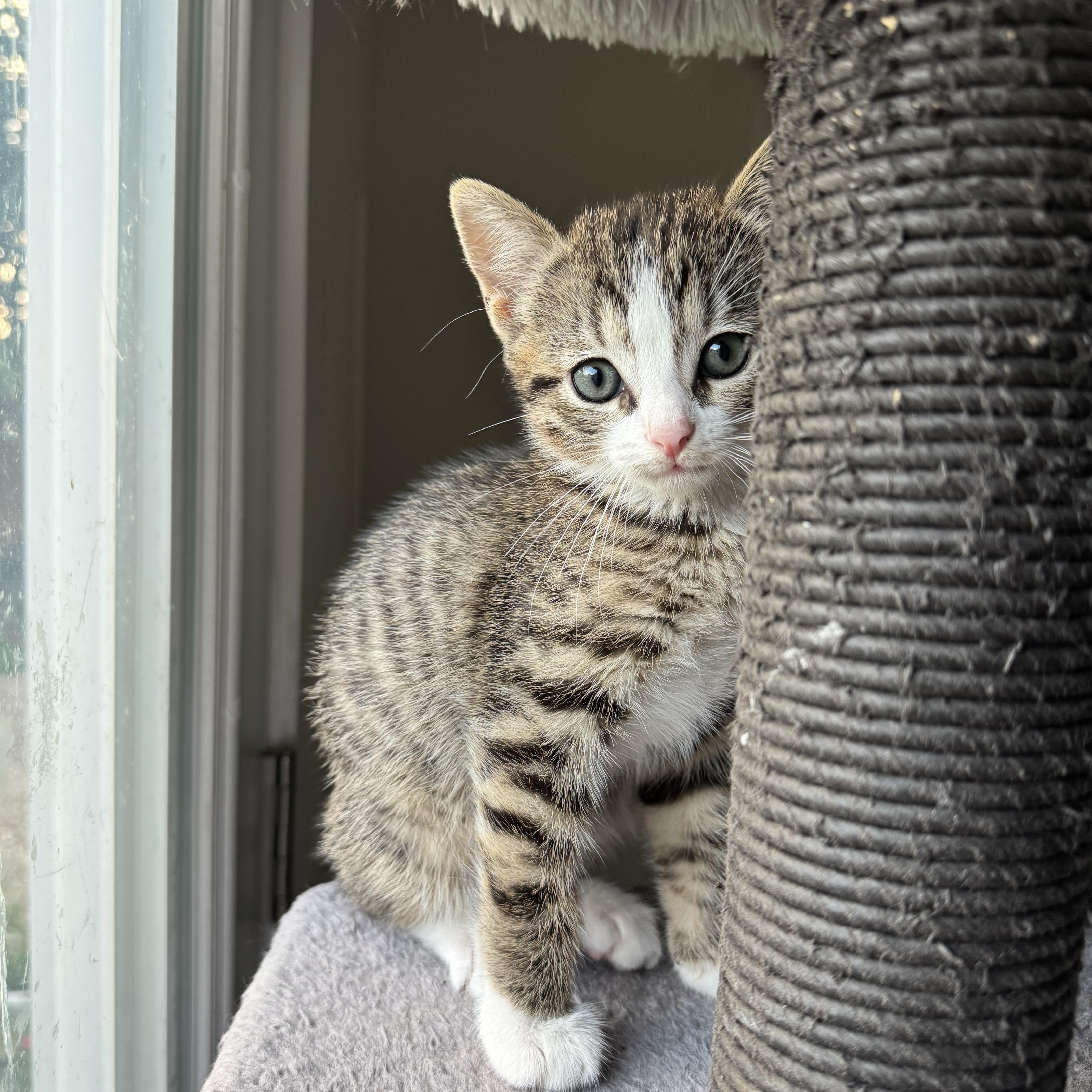 Enlarge Muffin, a ADOPTABLE American Shorthair in Houston, TX image 2/3