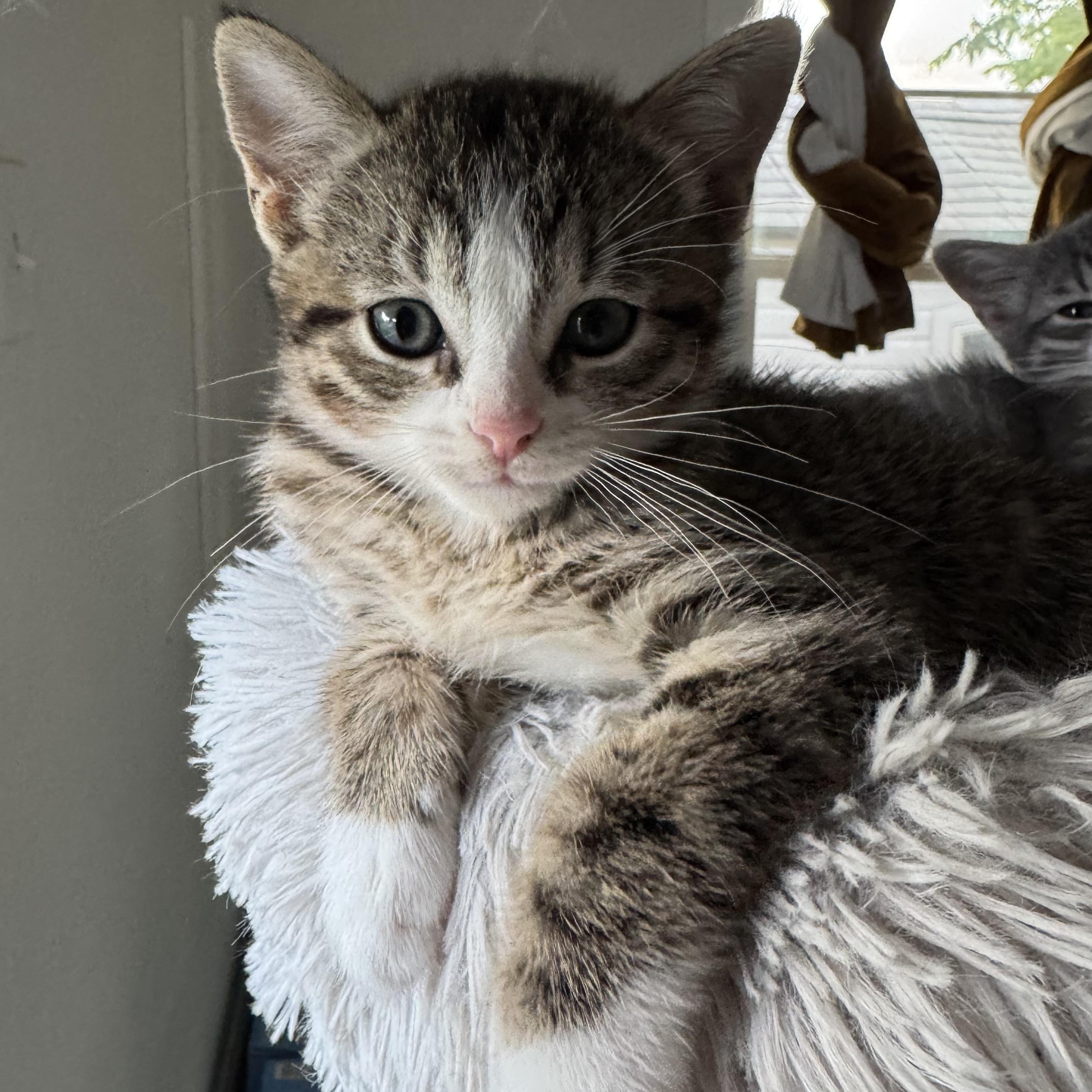 Muffin, ADOPTABLE, Kitten Male American Shorthair.