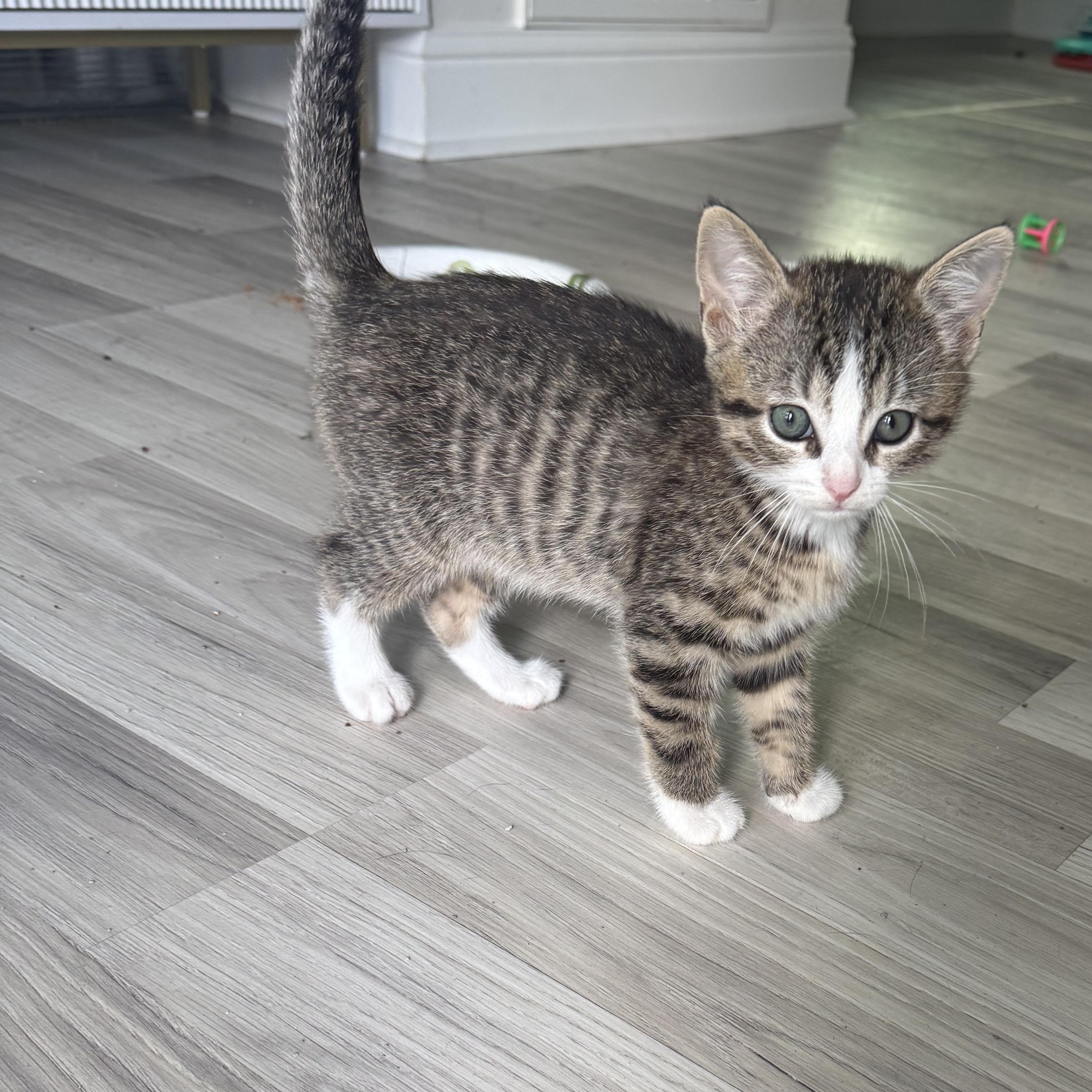Enlarge Muffin, a ADOPTABLE American Shorthair in Houston, TX image 3/3