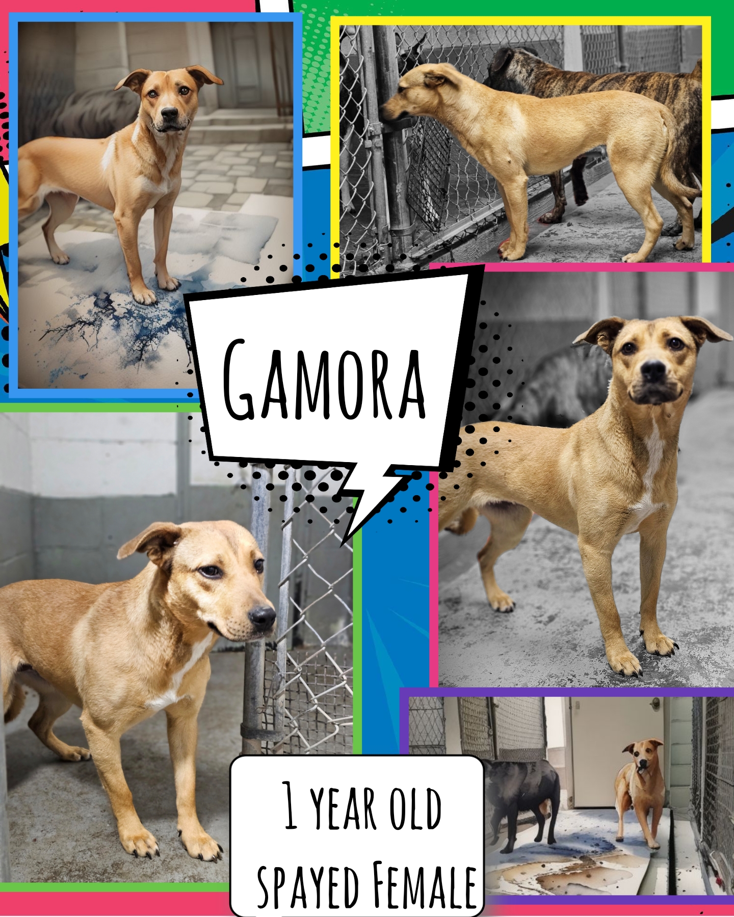 Gamora, Adult Female Labrador Retriever
