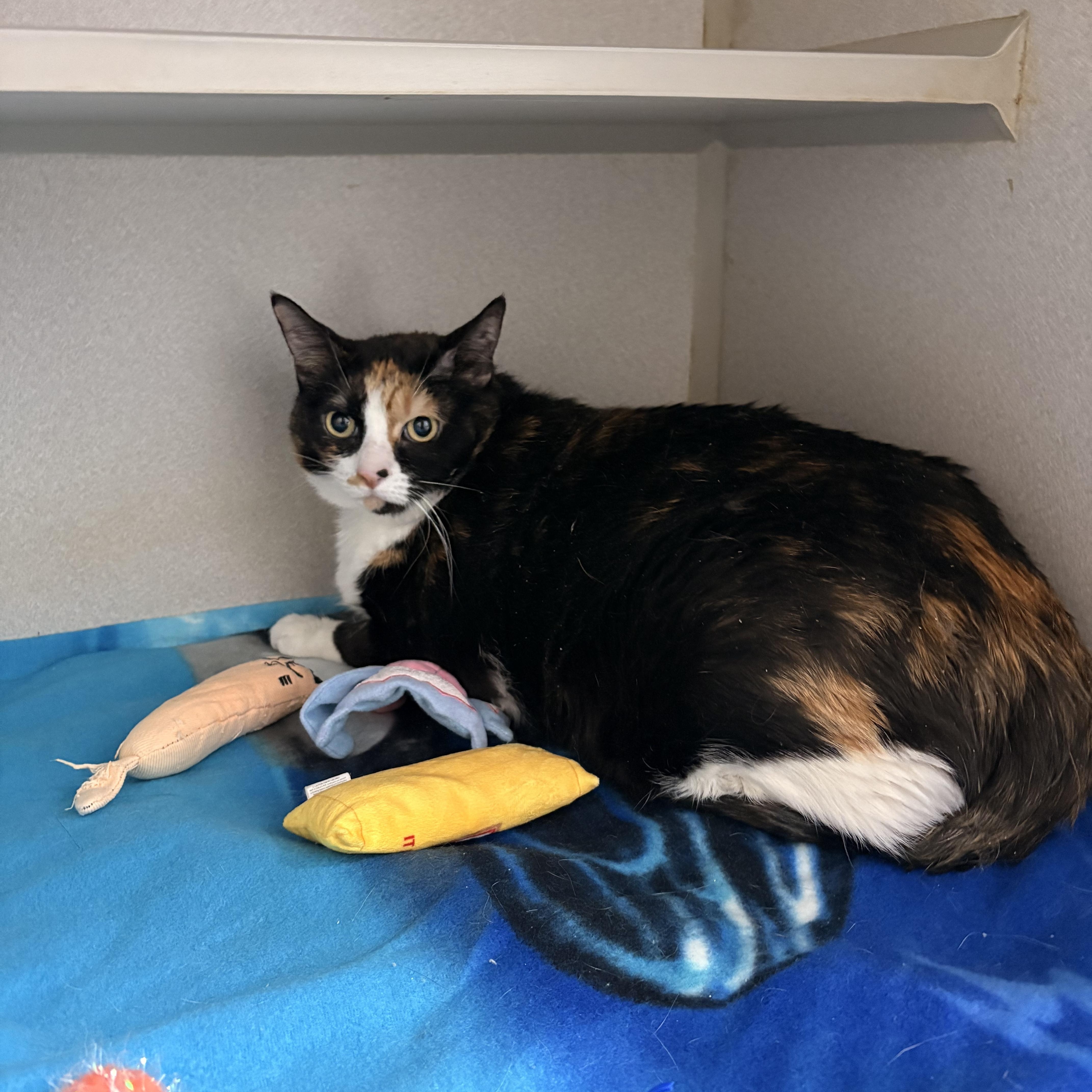 Enlarge Patches, a ADOPTABLE Domestic Short Hair in Bisbee, AZ image 1/1