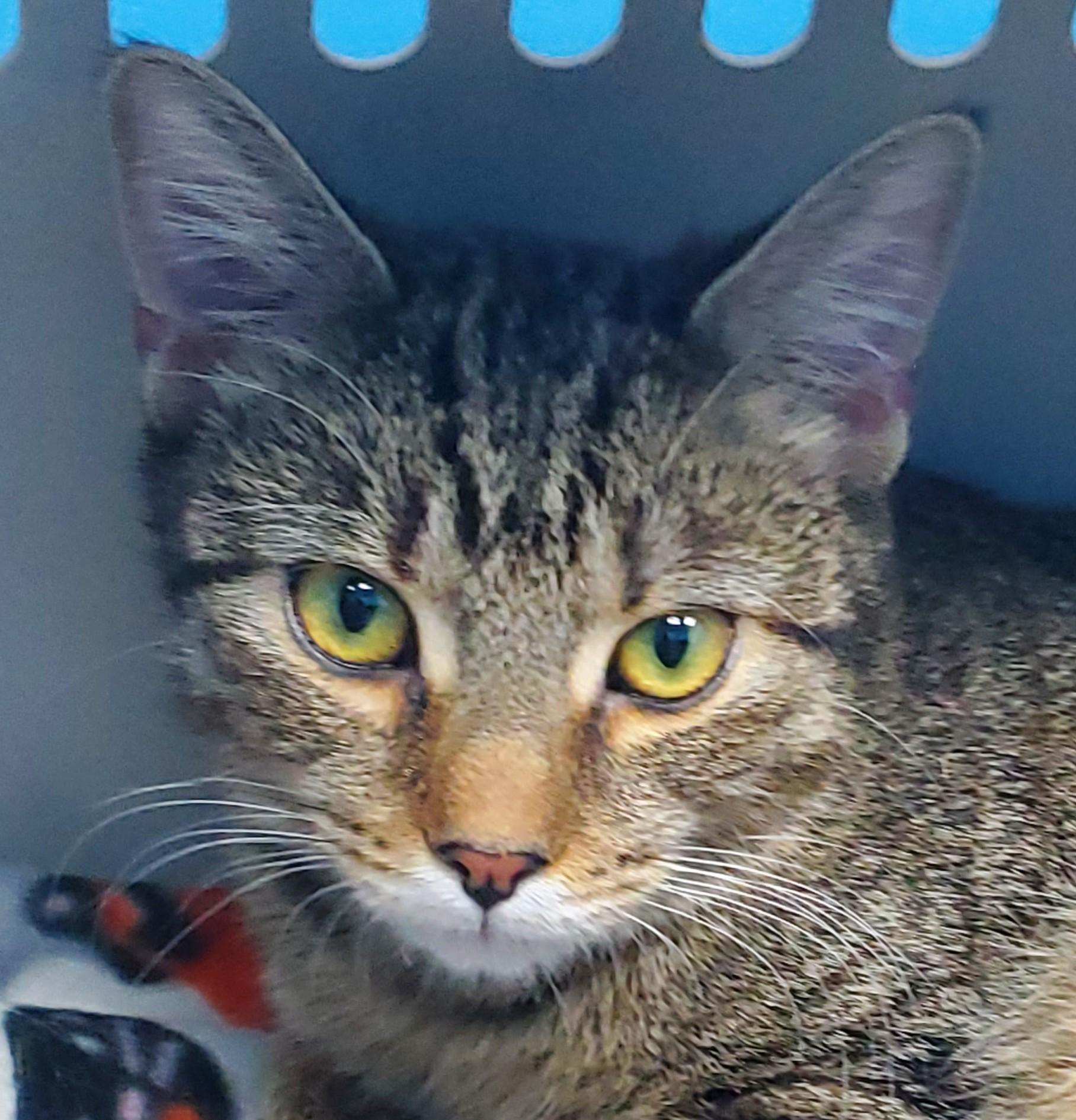 Bonnie, adopted, Young Female Domestic Short Hair.
