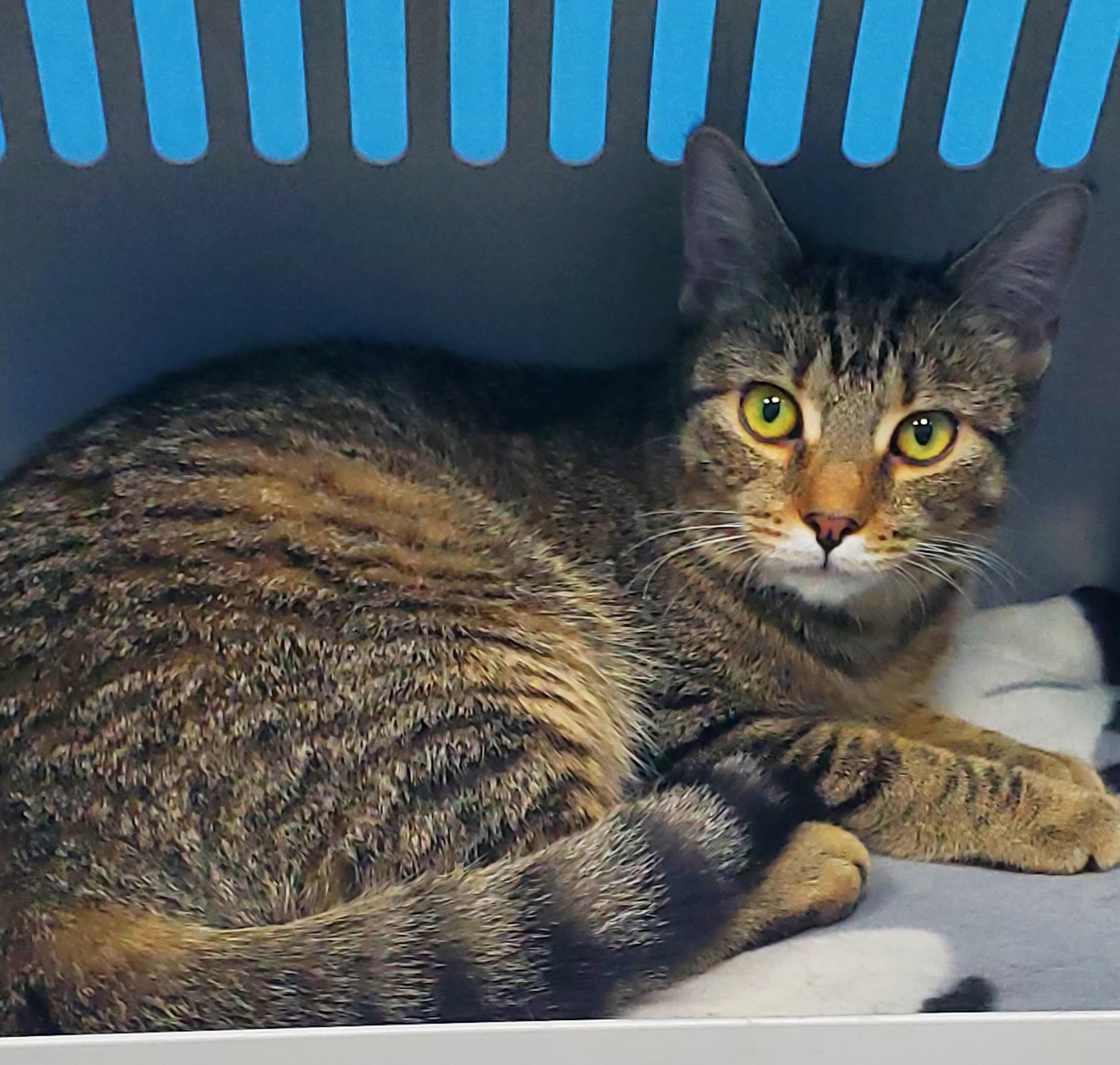 Enlarge Bonnie, an adopted mixed breed in Bridgeport, CT image 3/3