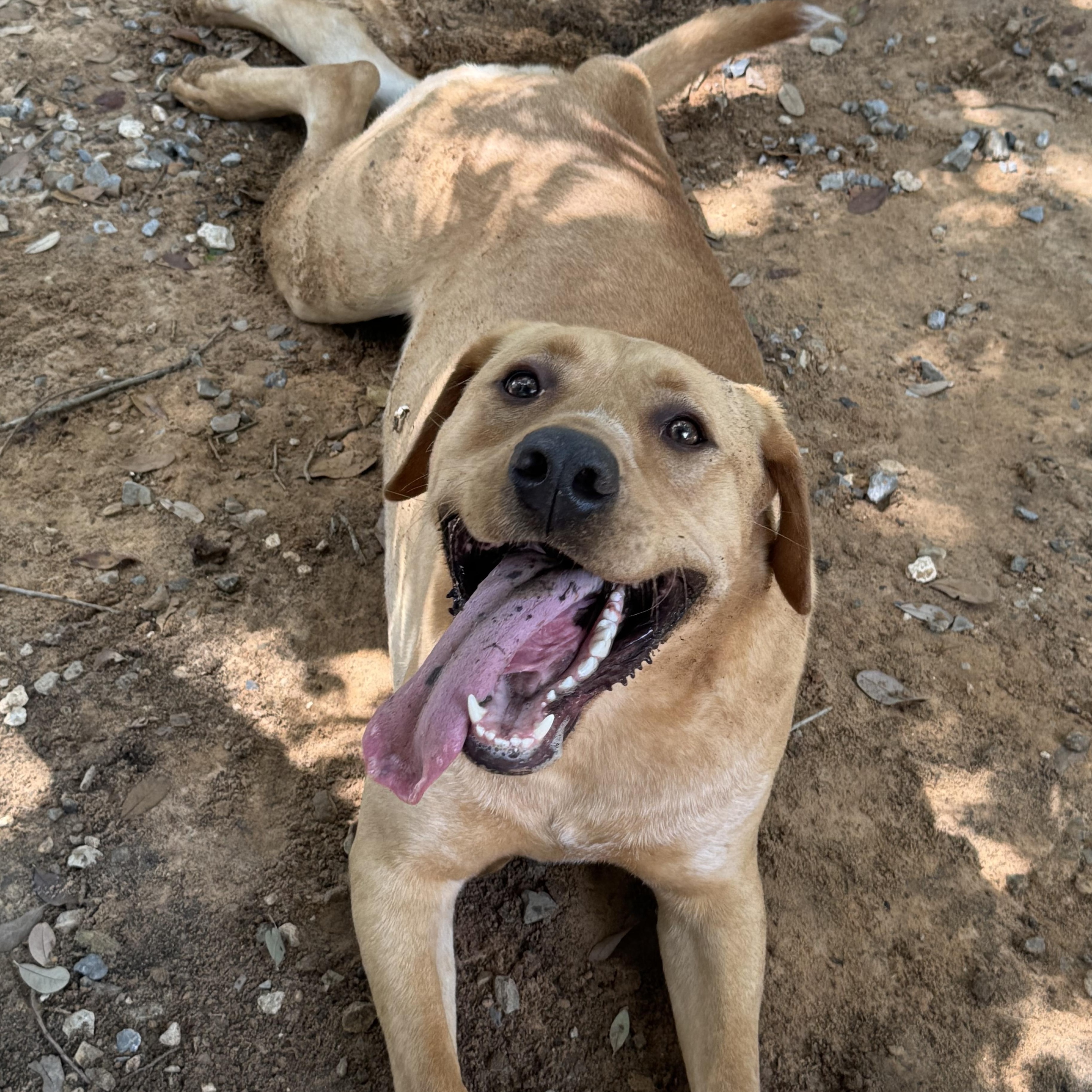 Jack, a Adoptable mixed breed in Mobile, AL image 6/6