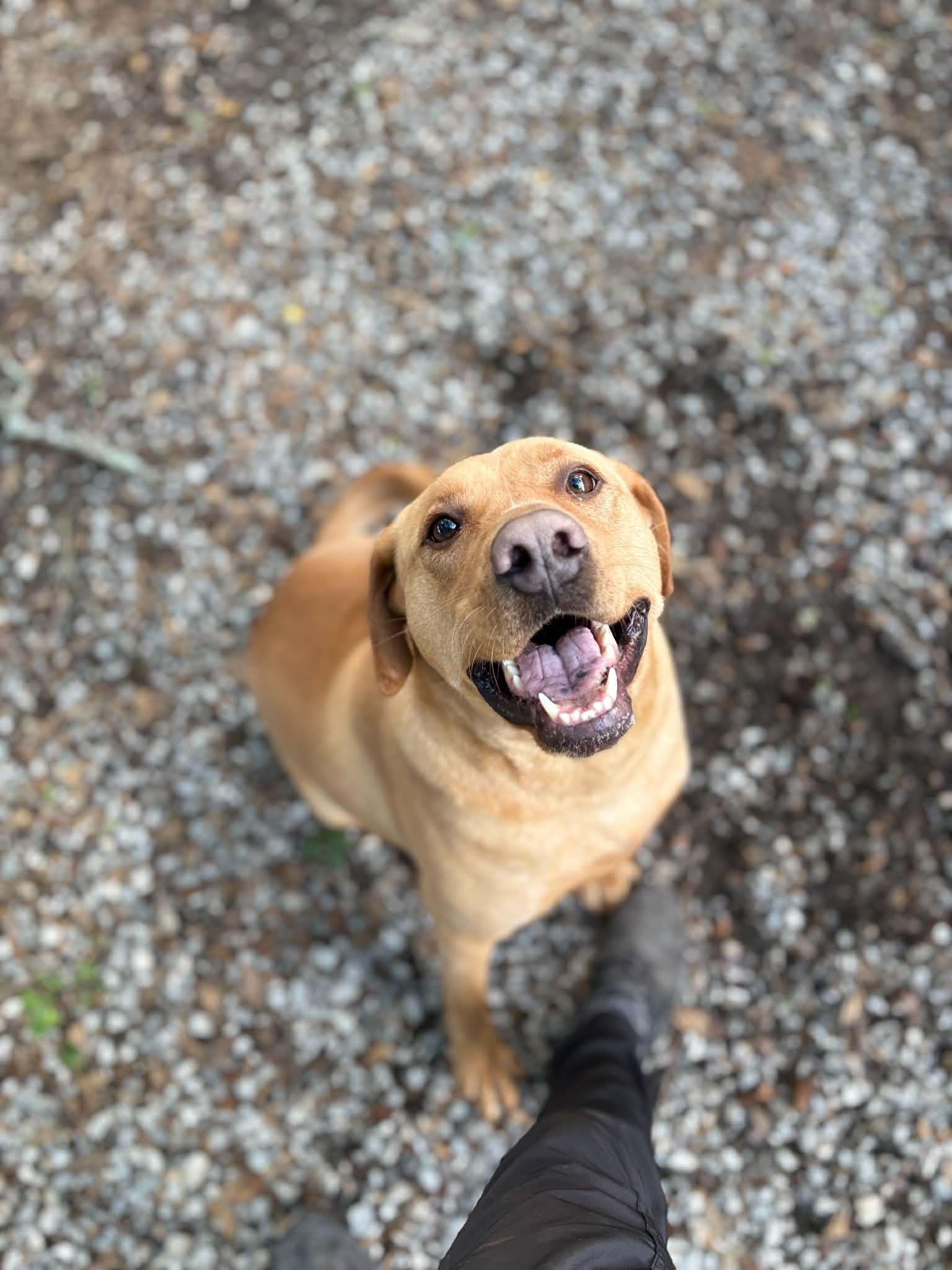 Jack, a Adoptable mixed breed in Mobile, AL image 3/6