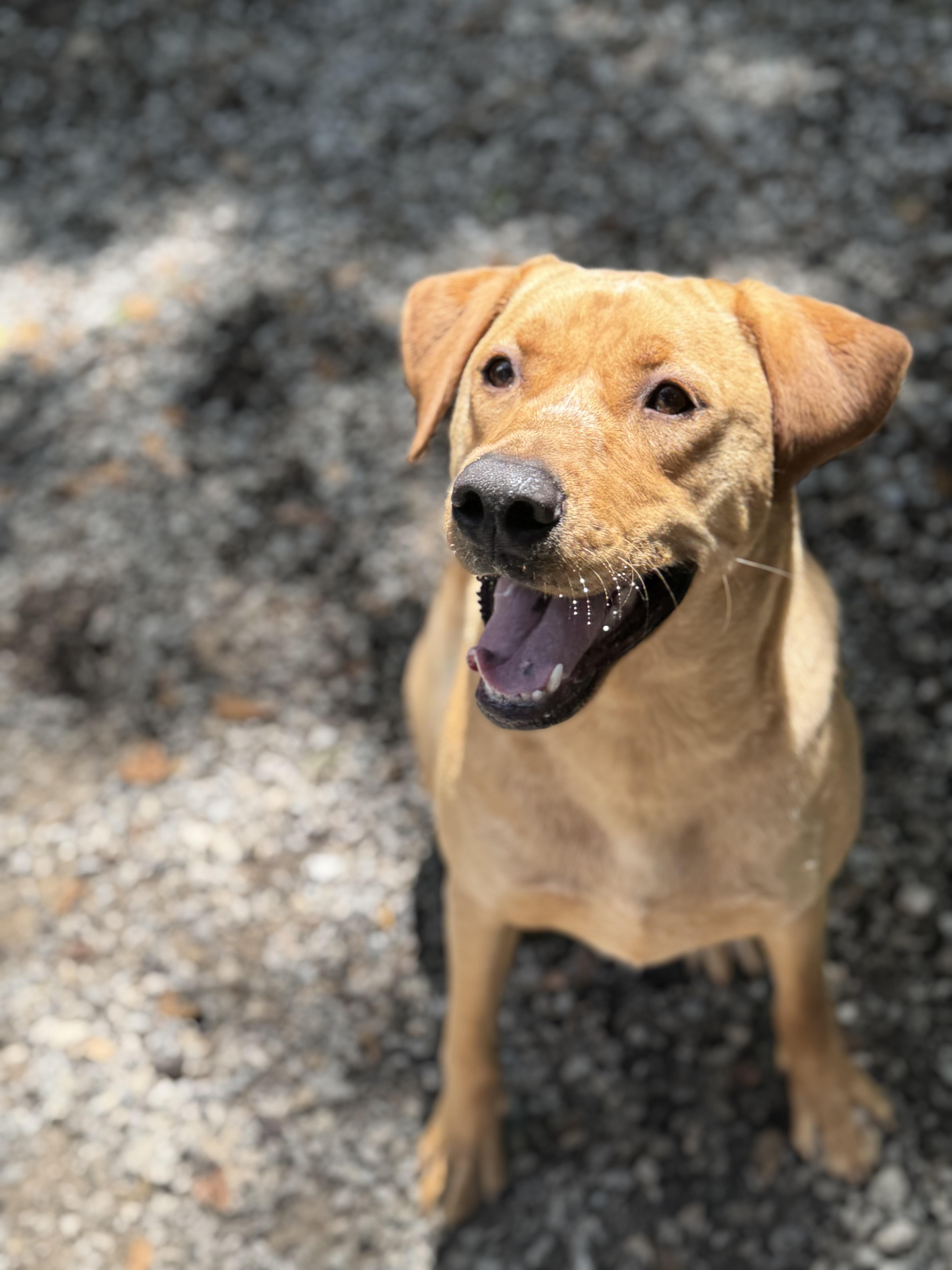 Jack, a Adoptable mixed breed in Mobile, AL image 5/6