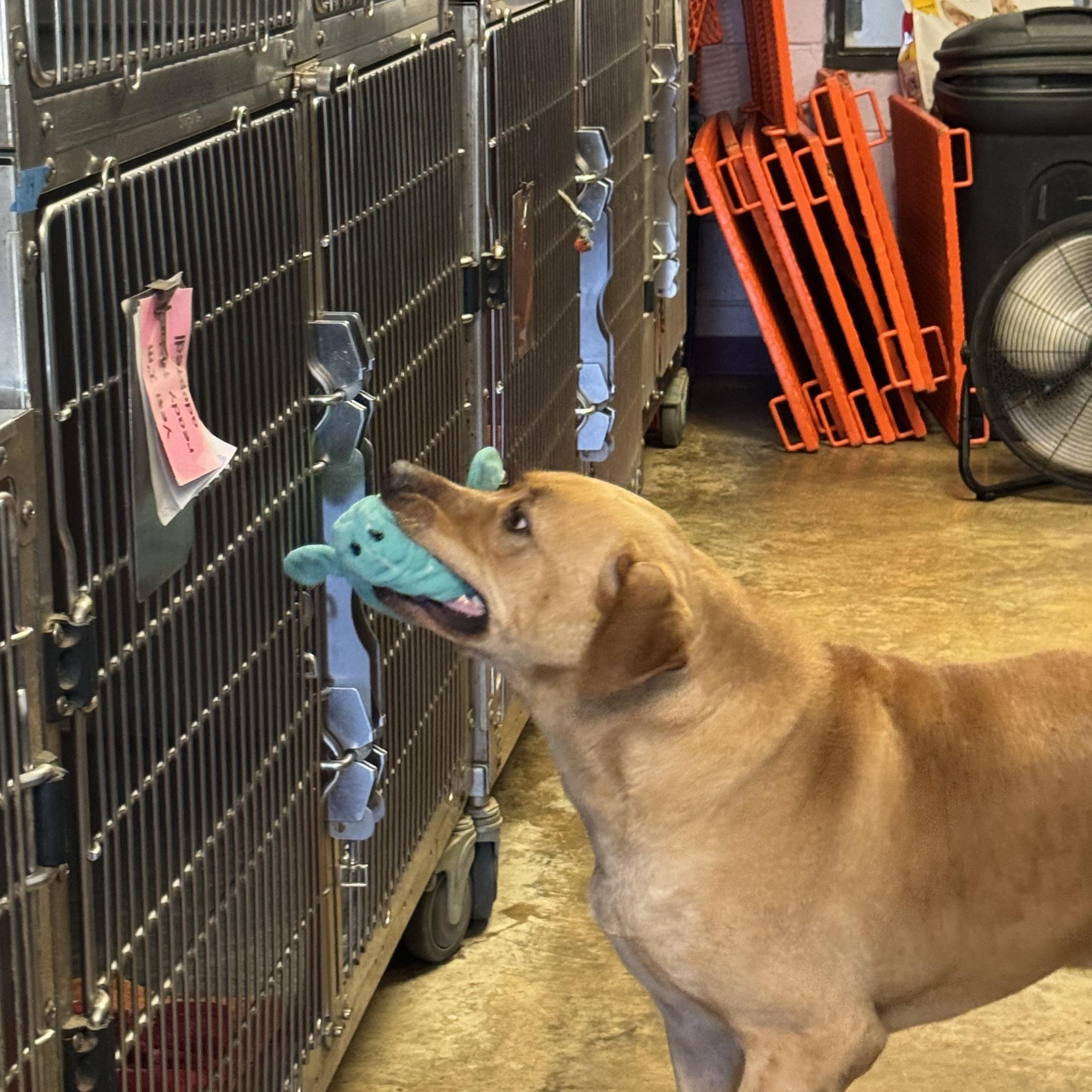 Jack, a Adoptable mixed breed in Mobile, AL image 1/6