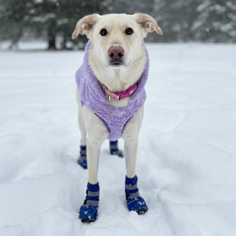Enlarge Bella, a Adoptable Shepherd in Waldorf, MD image 2/3