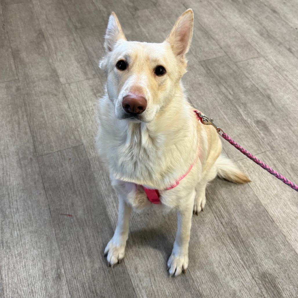 Enlarge Bella, a Adoptable Shepherd in Waldorf, MD image 3/3