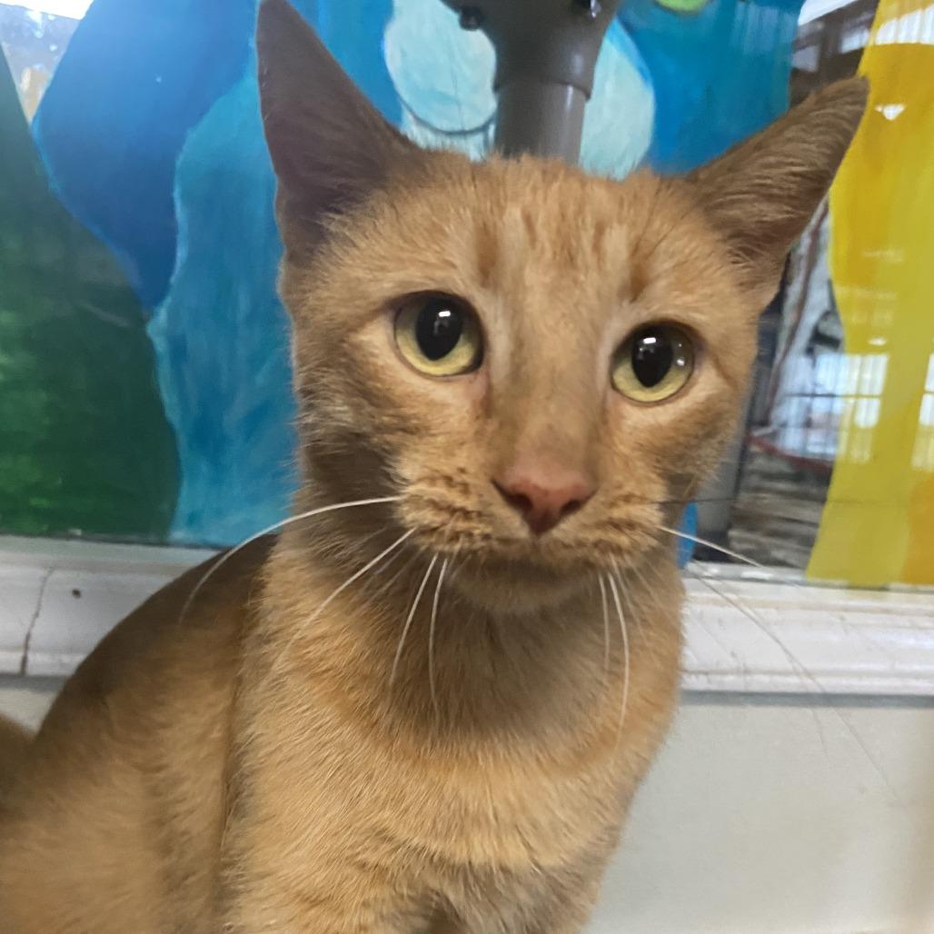 Marigold, Adoptable, Adult Female Domestic Short Hair.