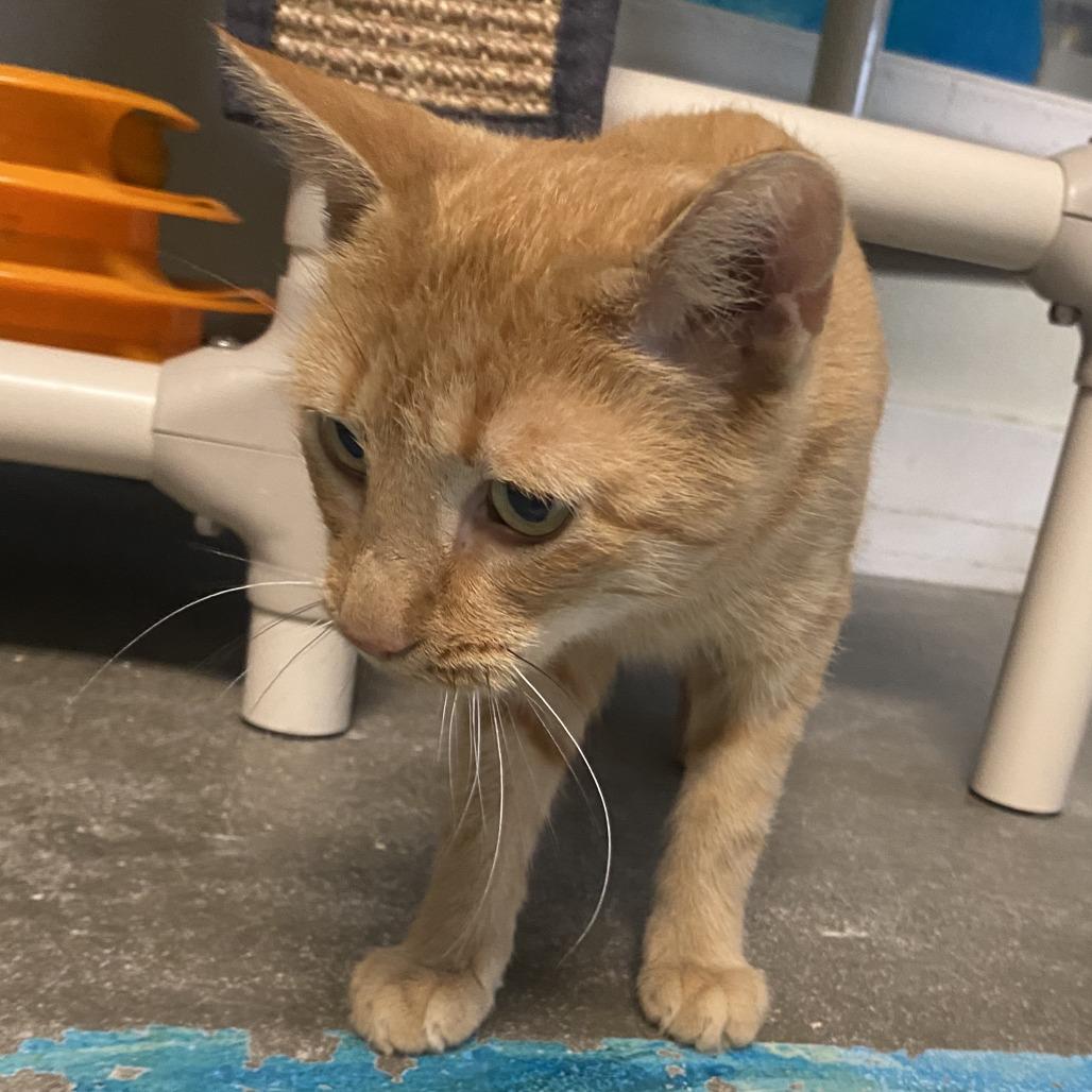 Enlarge Marigold, a Adoptable Domestic Short Hair in Fletcher, NC image 2/5