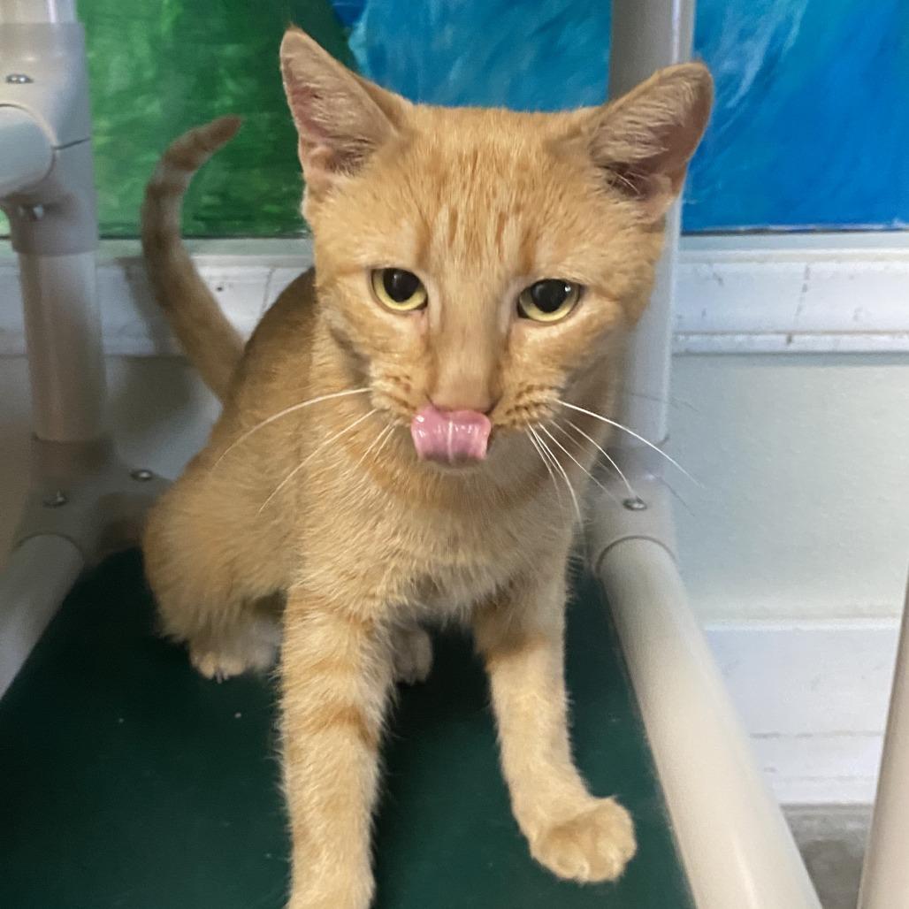 Enlarge Marigold, a Adoptable Domestic Short Hair in Fletcher, NC image 3/5