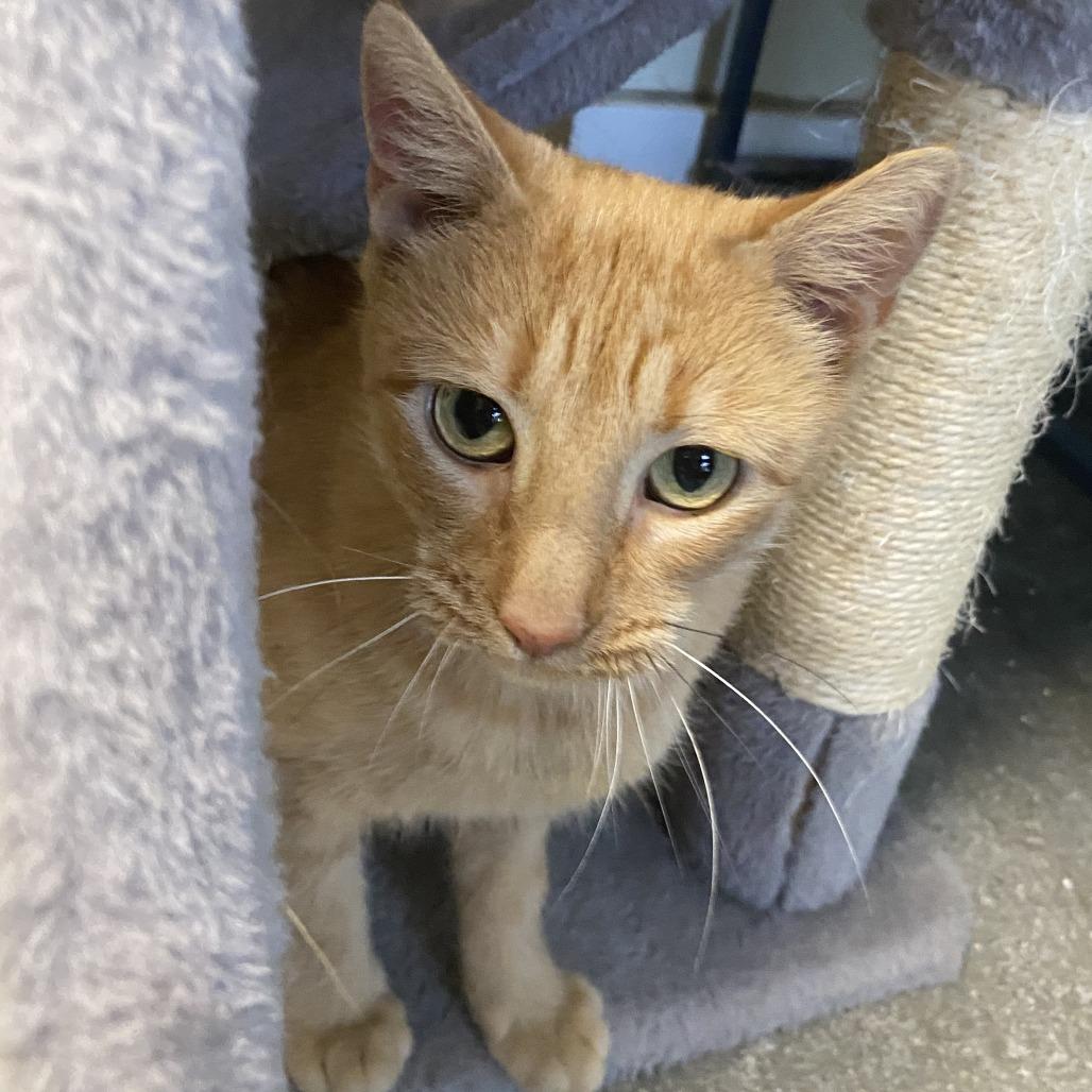 Enlarge Marigold, a Adoptable Domestic Short Hair in Fletcher, NC image 4/5