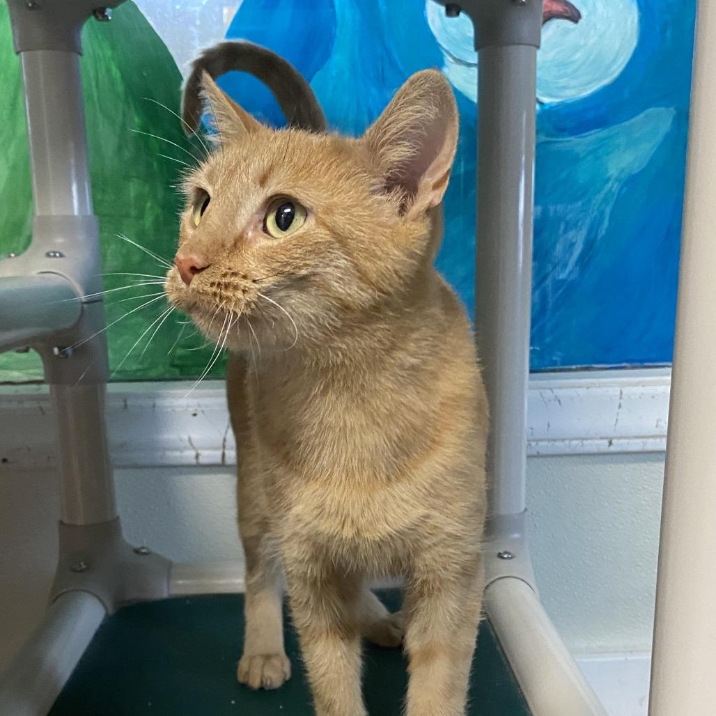 Enlarge Marigold, a Adoptable Domestic Short Hair in Fletcher, NC image 5/5