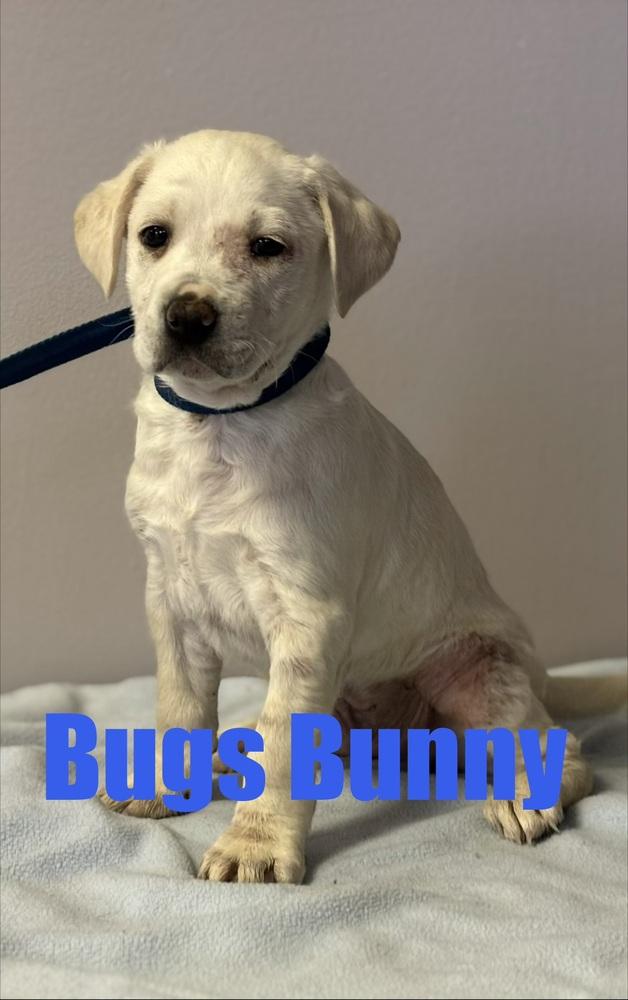 Enlarge Bugs Bunny, a Adoptable mixed breed in Irwin, PA image 1/3