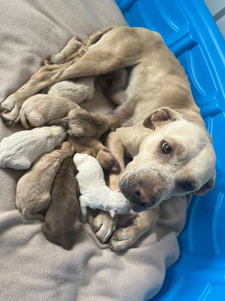 Enlarge Bugs Bunny, a Adoptable mixed breed in Irwin, PA image 2/3