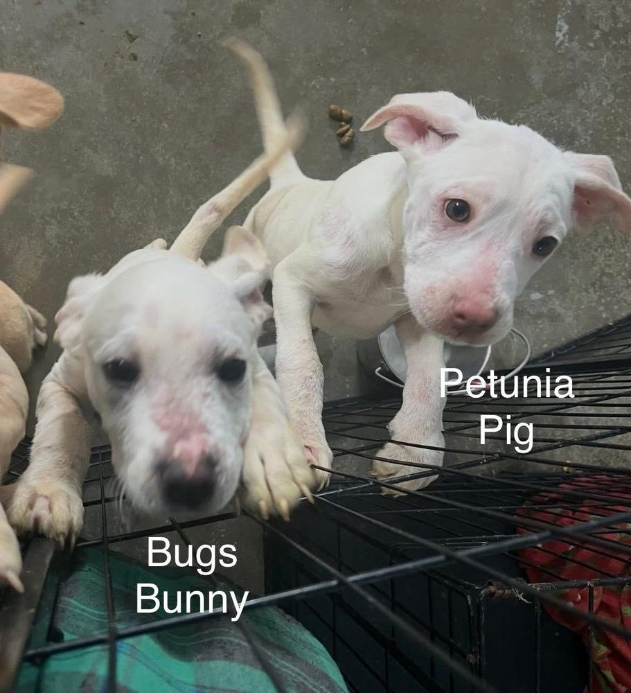 Enlarge Bugs Bunny, a Adoptable mixed breed in Irwin, PA image 3/3