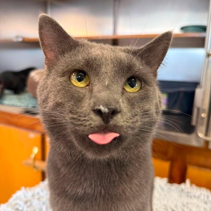 Cowboy, a ADOPTABLE Russian Blue in Wilmington, NC image 2/2