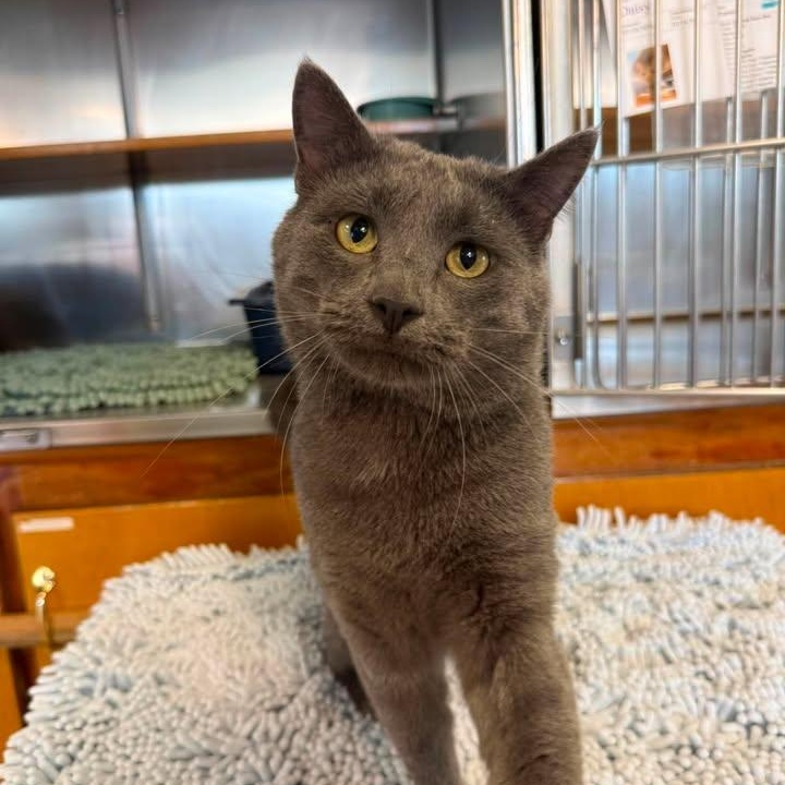 Cowboy, ADOPTABLE, Adult Male Russian Blue.