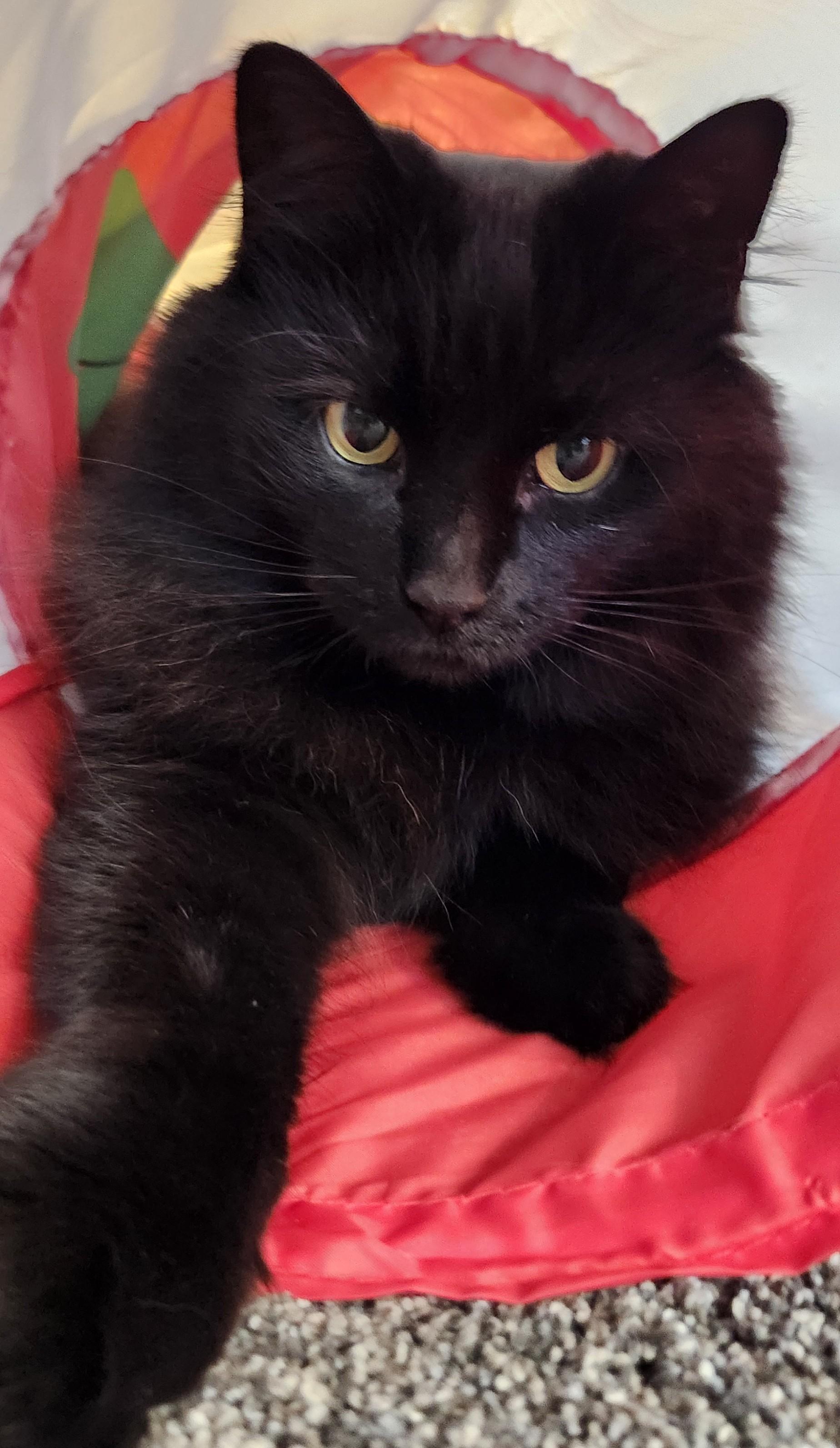 Ivy, Adoptable, Adult Female Domestic Long Hair.
