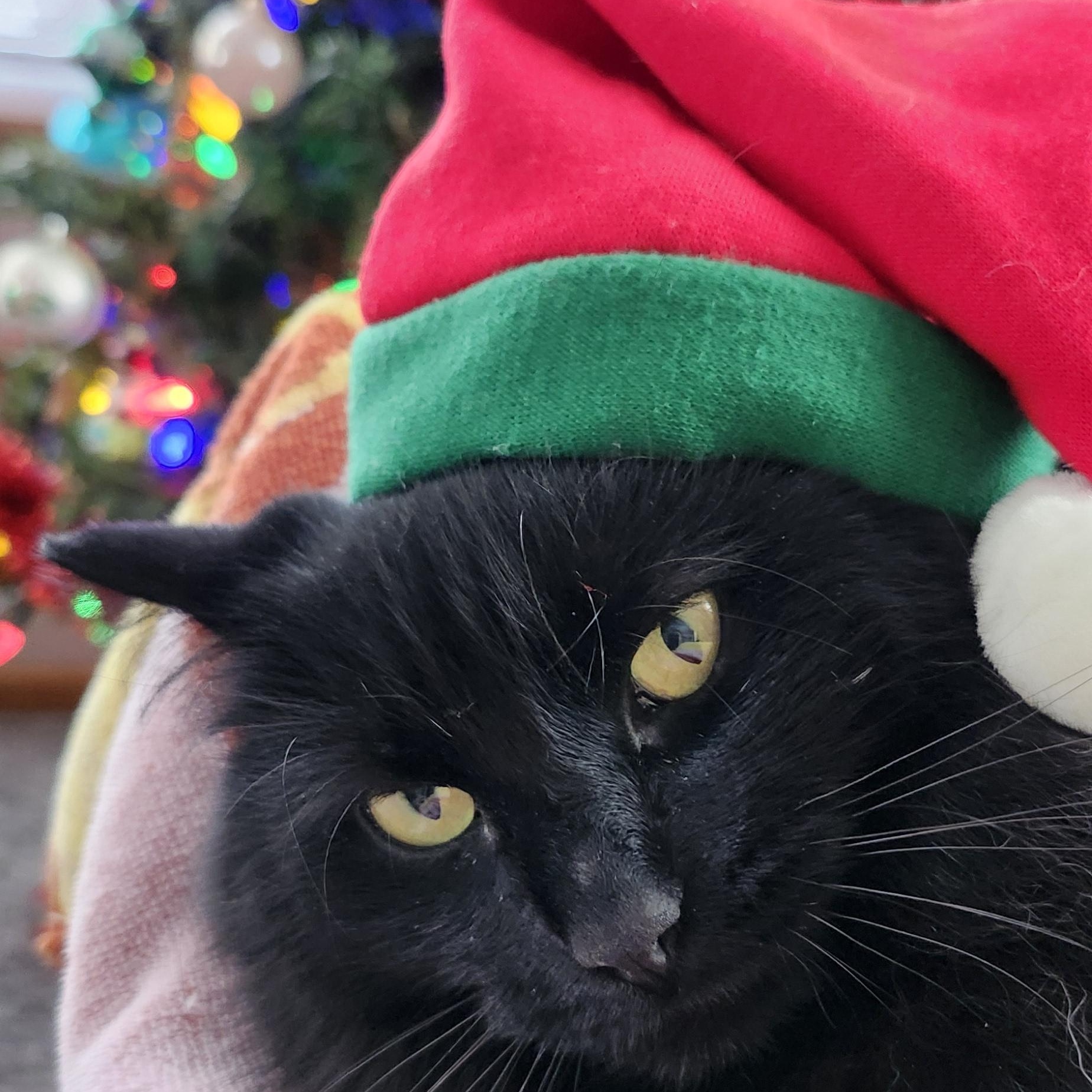 Ivy, Adoptable, Adult Female Domestic Long Hair.