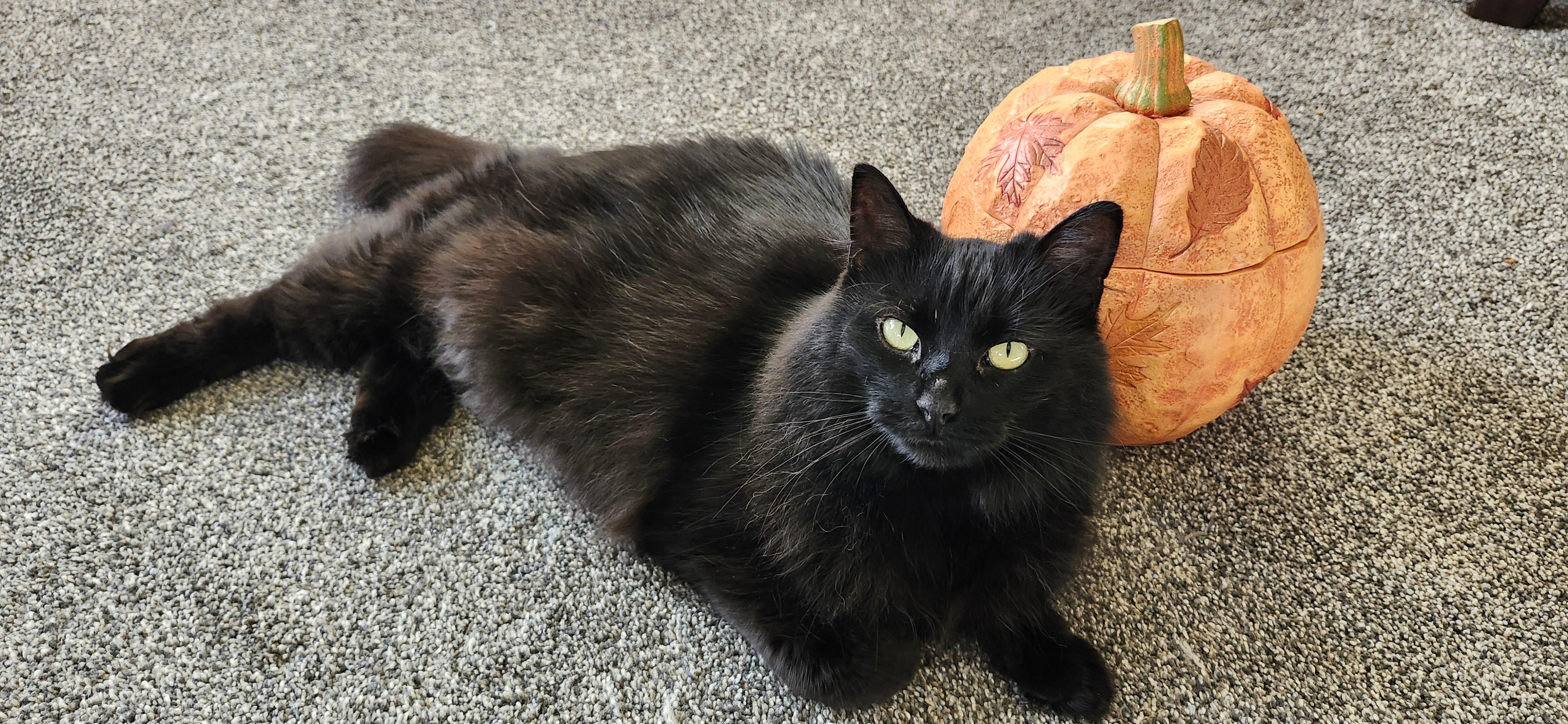 Enlarge Ivy, a Adoptable Domestic Long Hair in Paw Paw, MI image 2/4