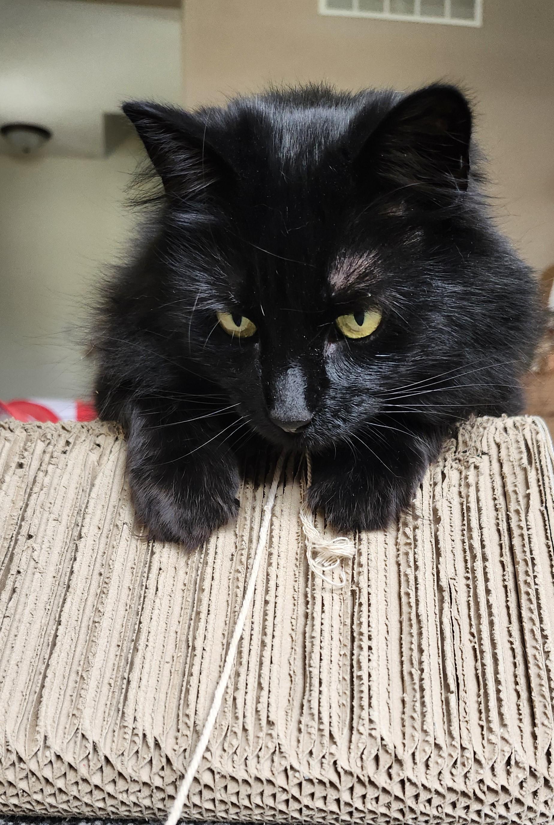 Ivy, Adoptable, Adult Female Domestic Long Hair.