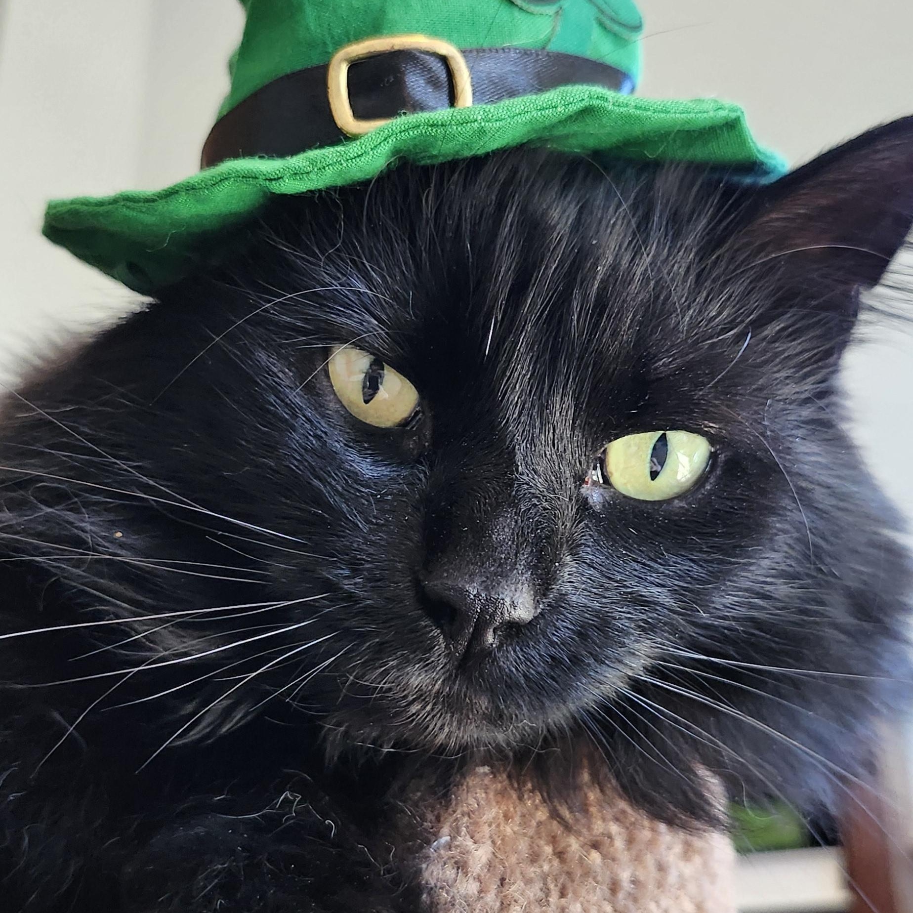 Enlarge Ivy, a Adoptable Domestic Long Hair in Paw Paw, MI image 2/6