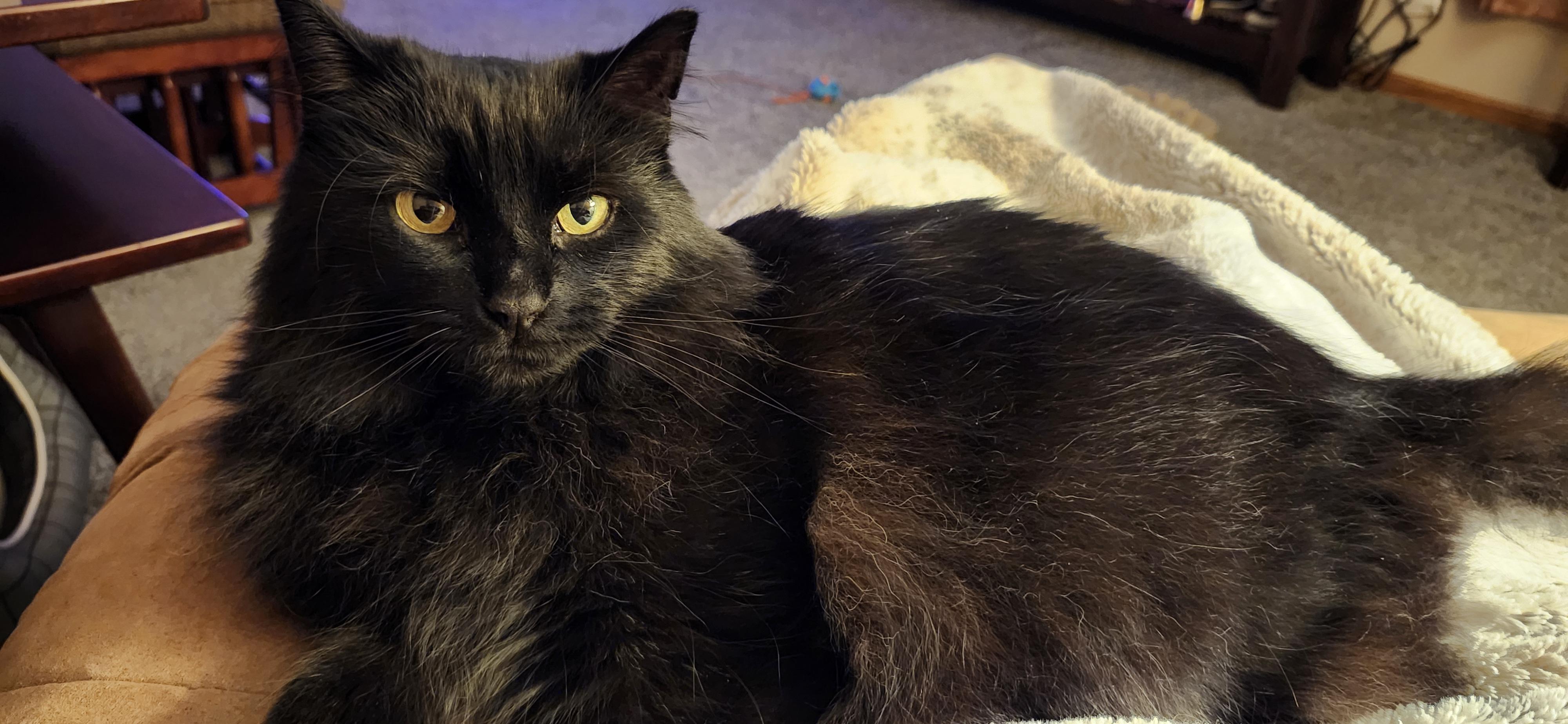 Enlarge Ivy, a Adoptable Domestic Long Hair in Paw Paw, MI image 3/4