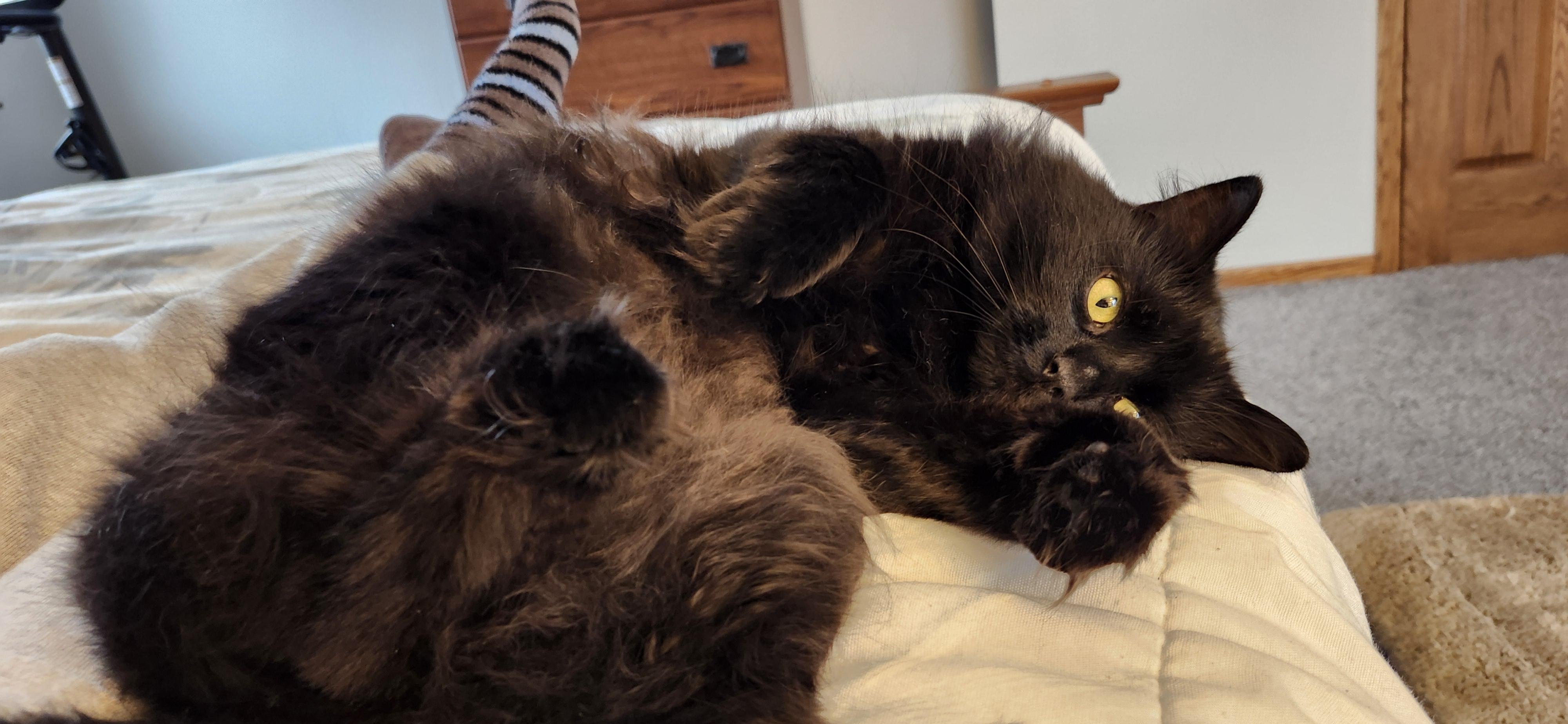 Enlarge Ivy, a Adoptable Domestic Long Hair in Paw Paw, MI image 4/4